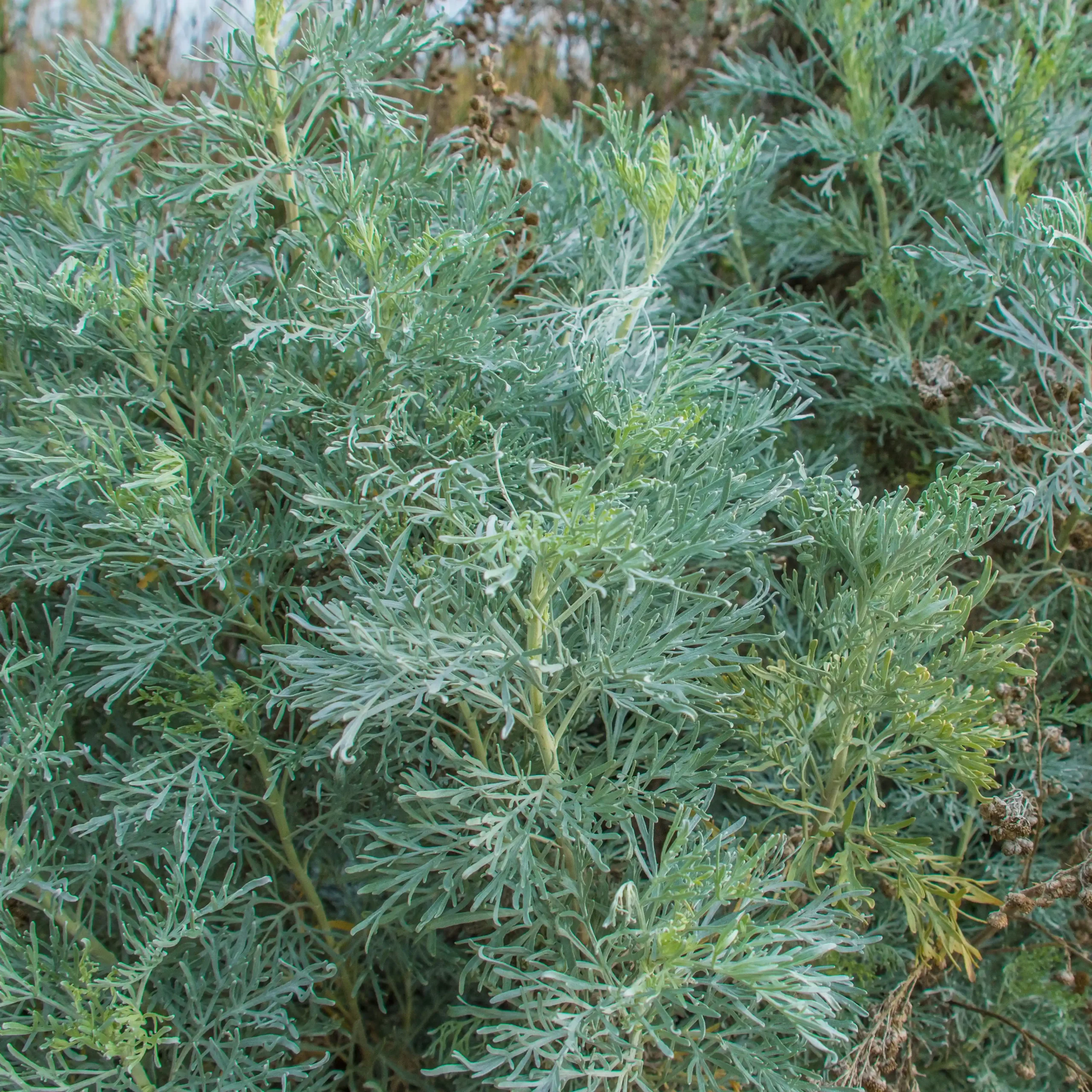 Artemisia, Valledoria, Sardegna