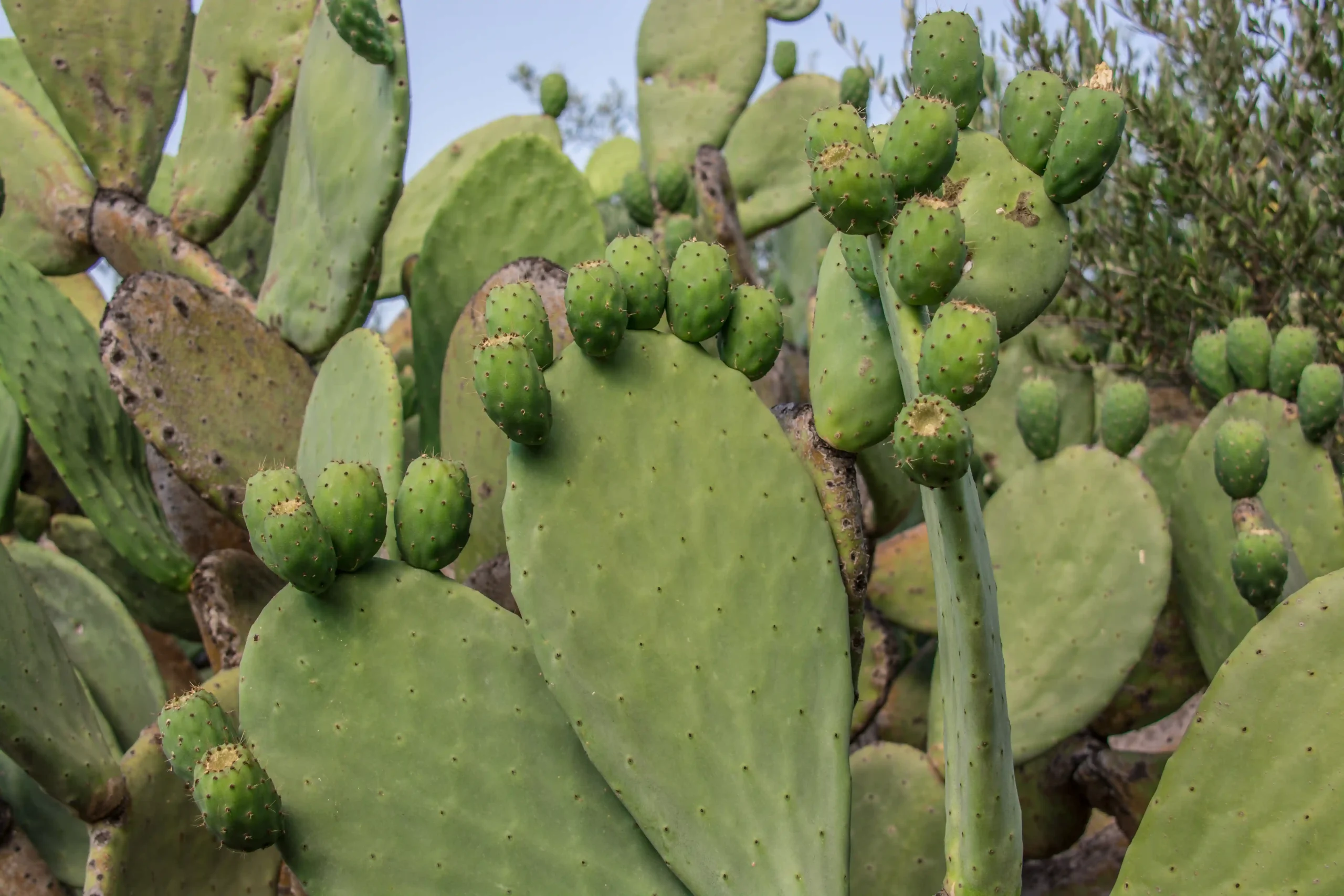 Fichi d’India, Valledoria, Sardegna