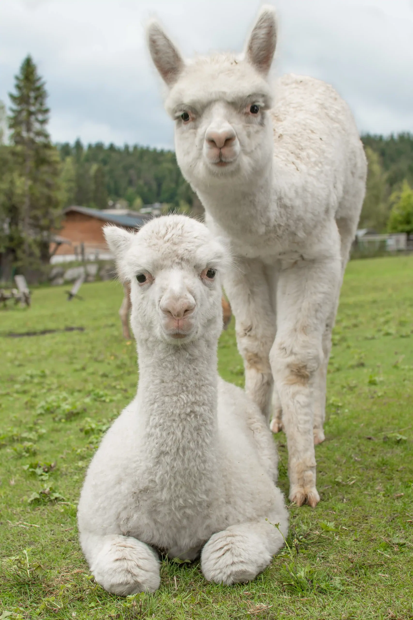 Hermine e un alpaca della fattoria Tiroler Bio Alpakas, Seefeld