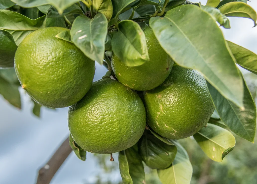 Il bergamotto di Reggio Calabria