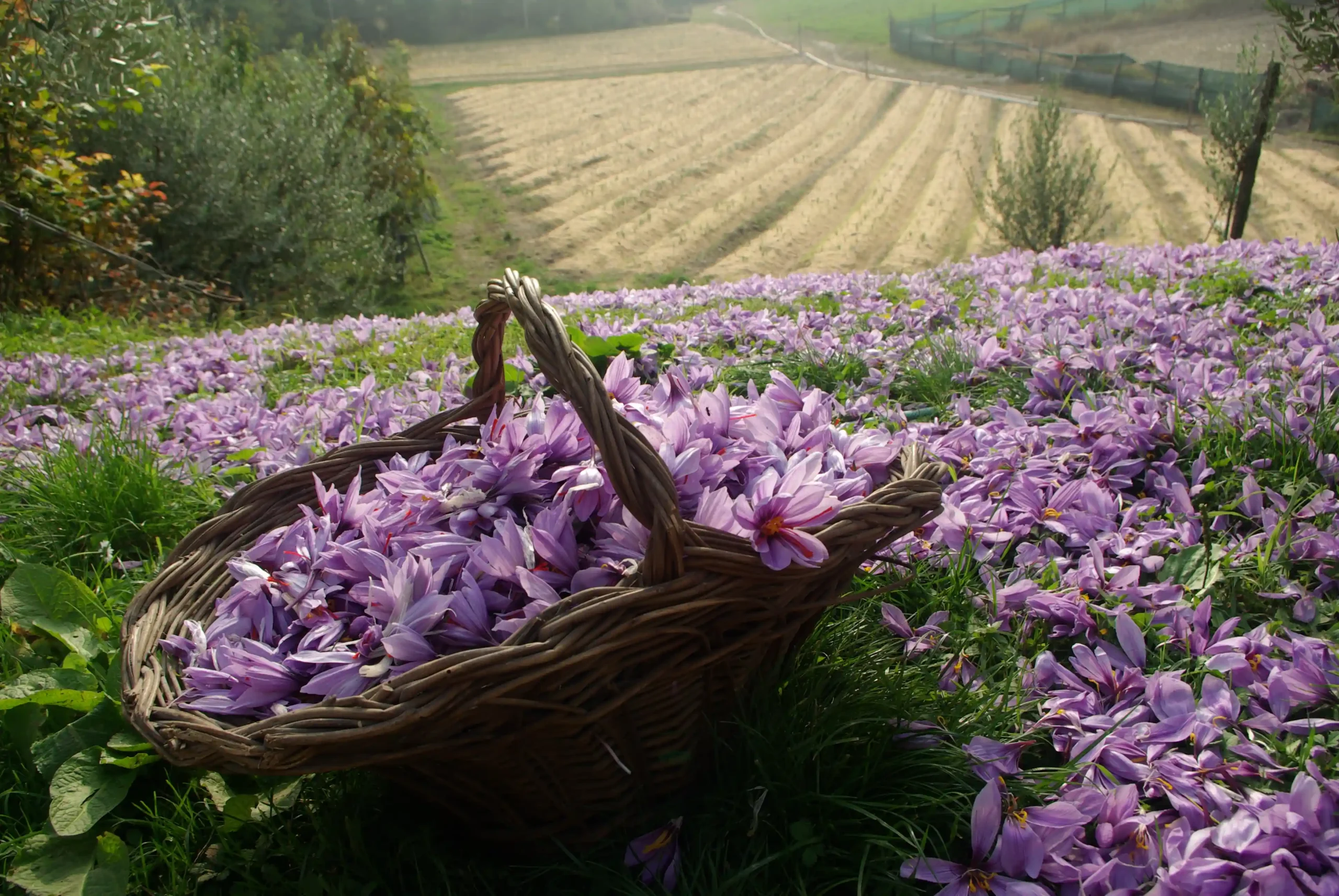 Fiori di zafferano, Pozzolengo