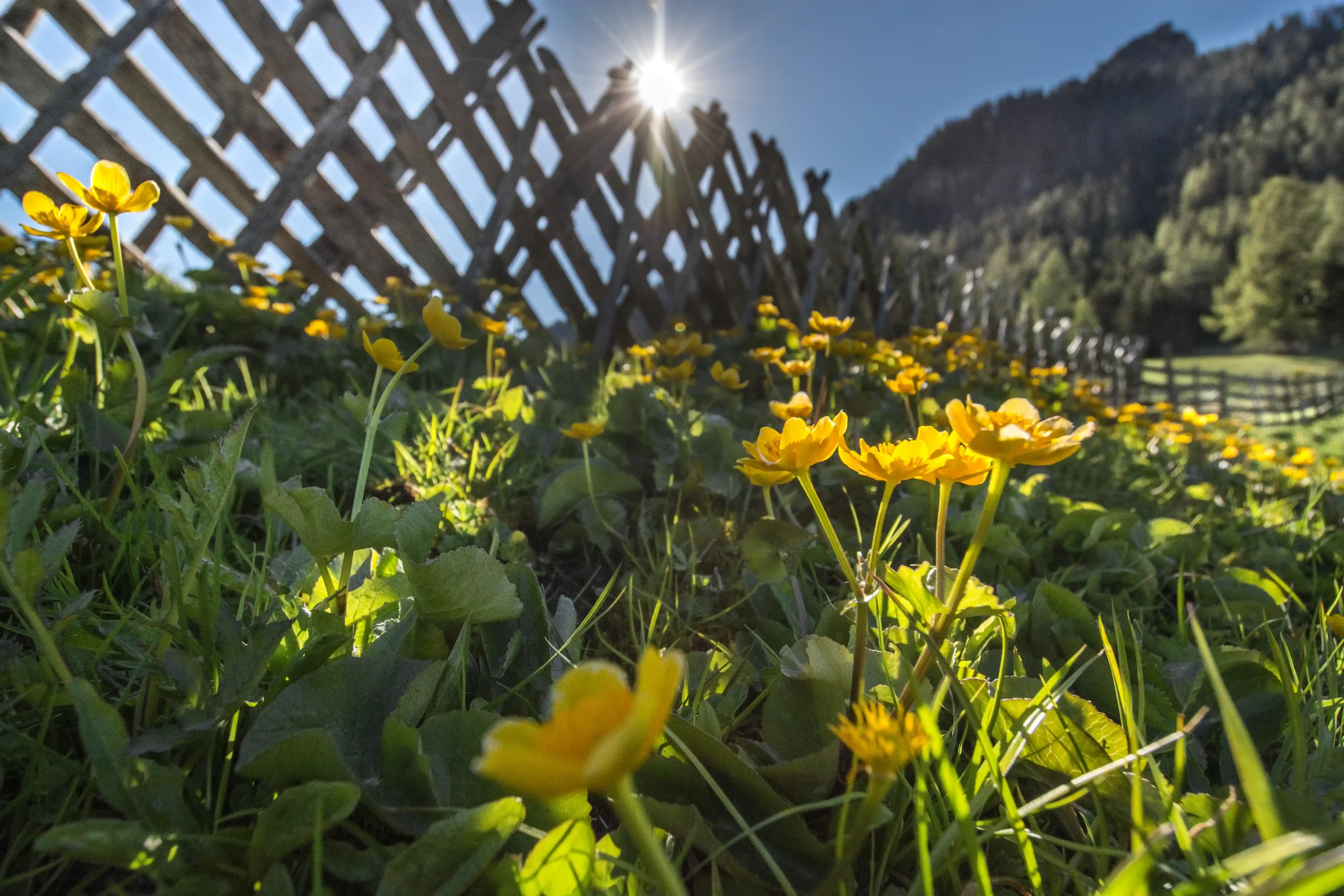 Il recinto Schrägenzaun di fronte alla Gasthof Steckholzer. Padaun