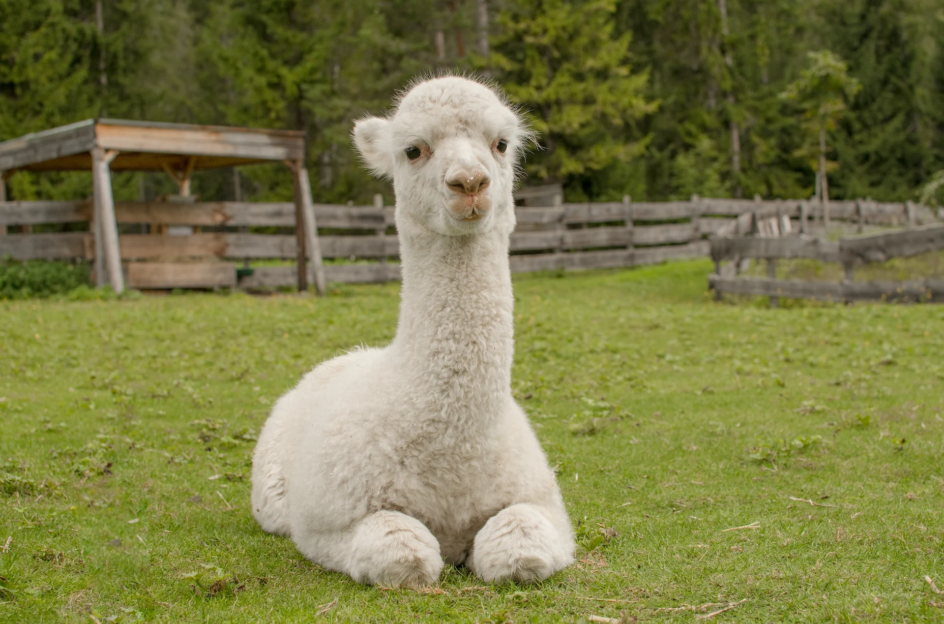 Alpaca therapy
