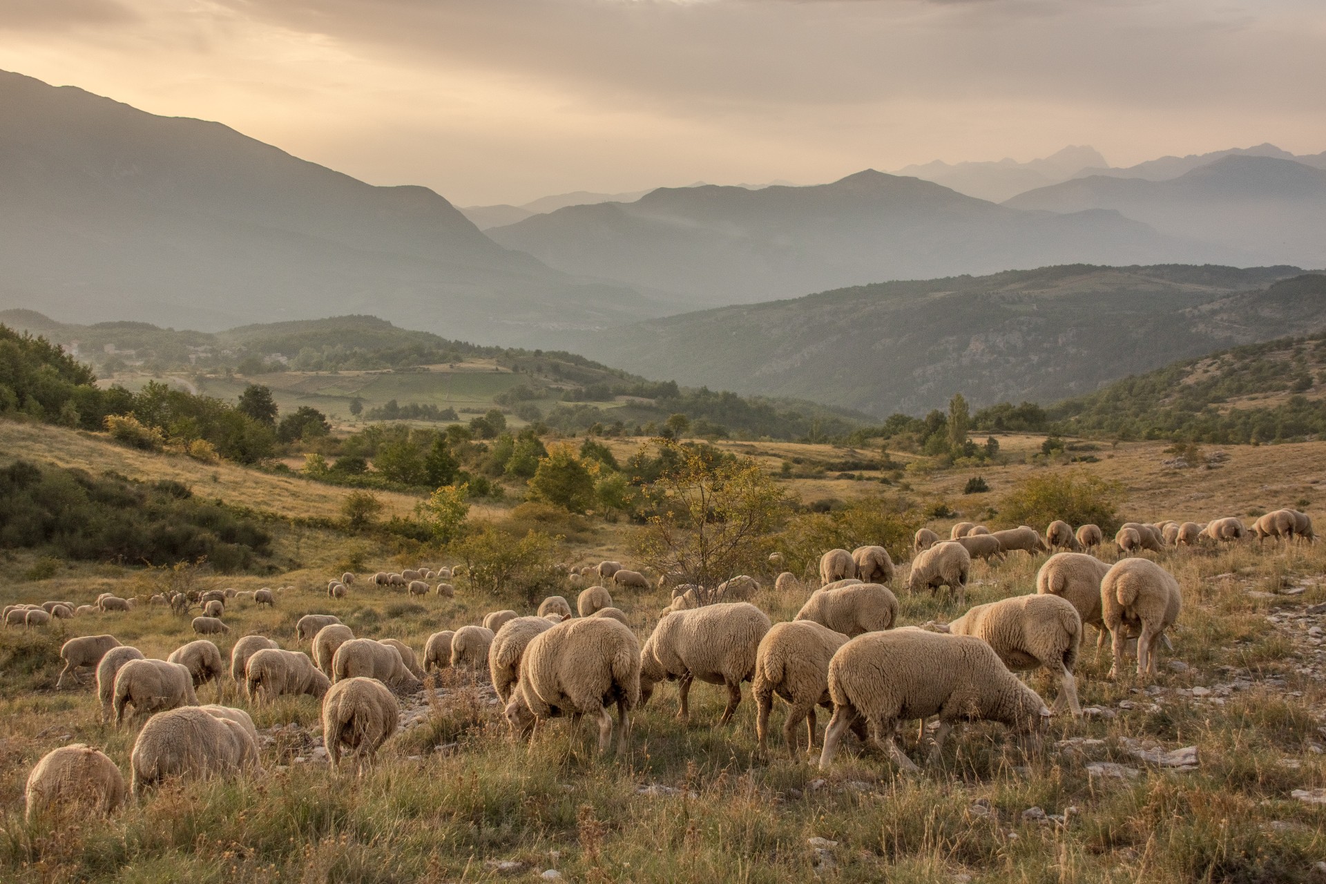 Gregge di pecore sulla Piana di San Nicolao. Parco della Majella, Abruzzo