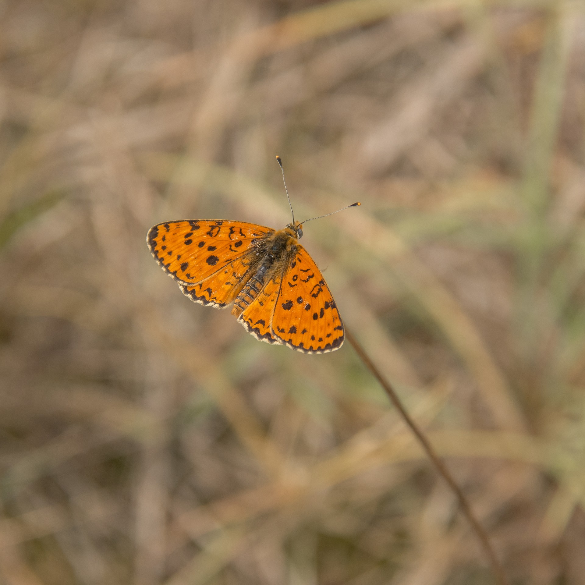 Farfallina (melitaea didyma) al Castello di Proh