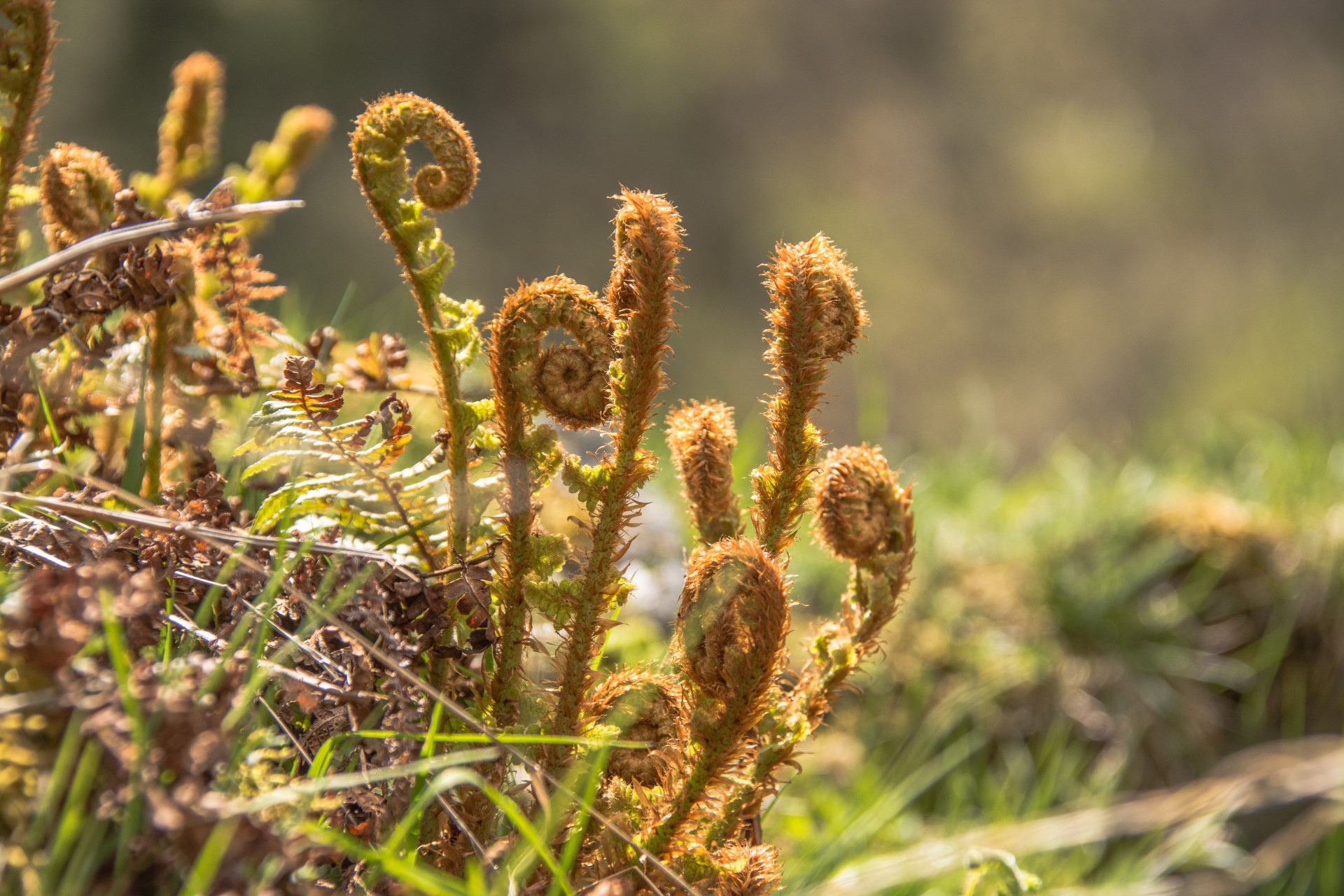 Flora dell’Area Naturale protetta della Valle Valsertal, Tirolo. Austria