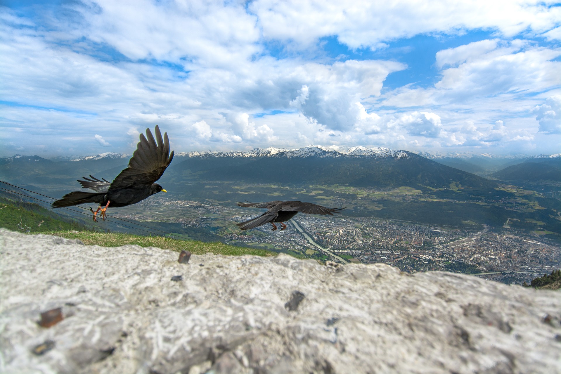 Gracchi alpini sulla Seegrube; sullo sfondo, la città di Innsbruck attraversata dal fiume Inn. Tirolo, Austria
