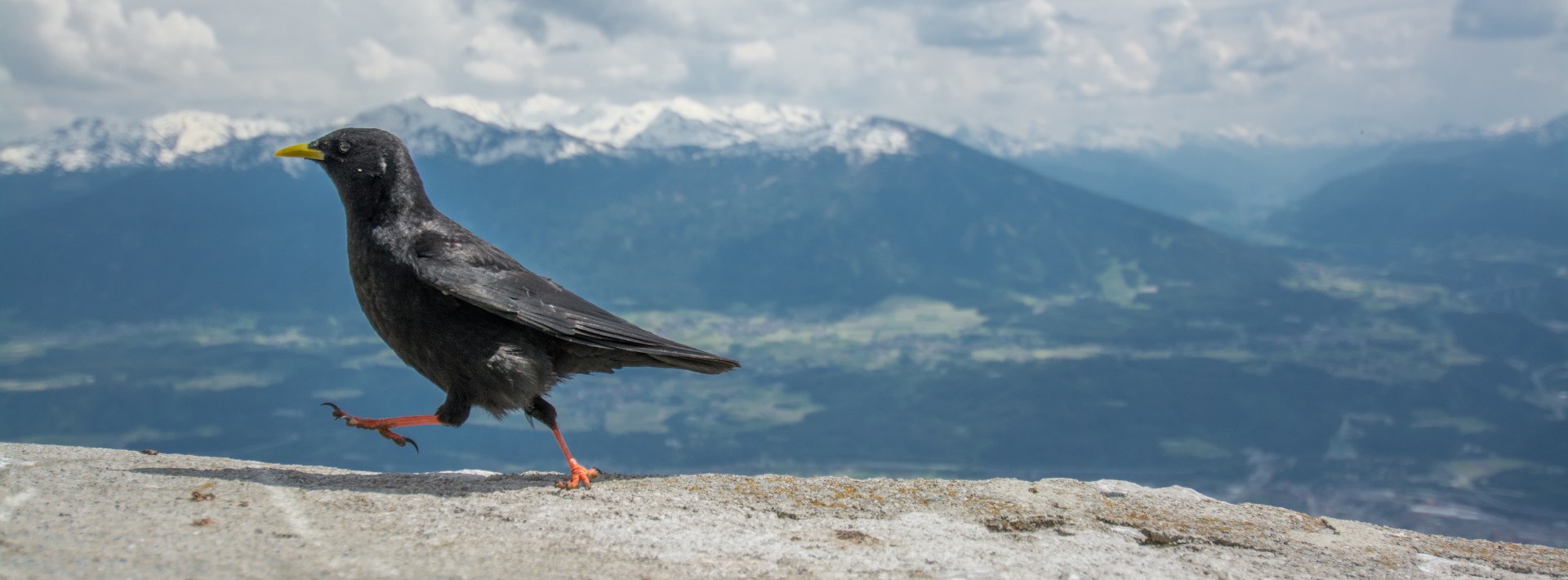 Gracchio alpino, Seegrube
