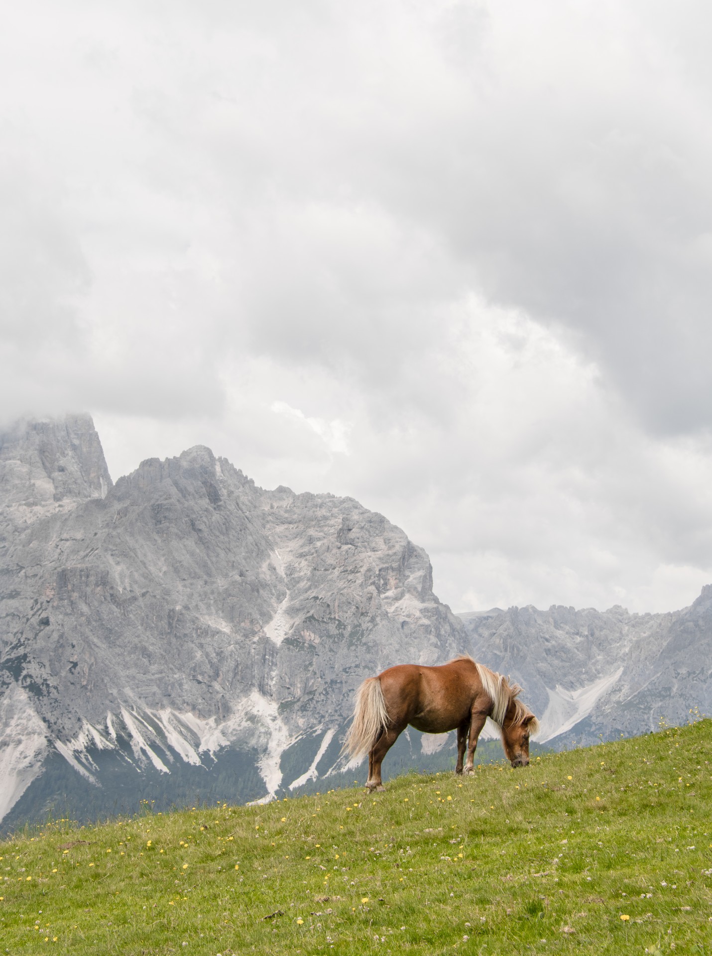 Cavallo al pascolo, Malga Klammbach, Sud Tirol