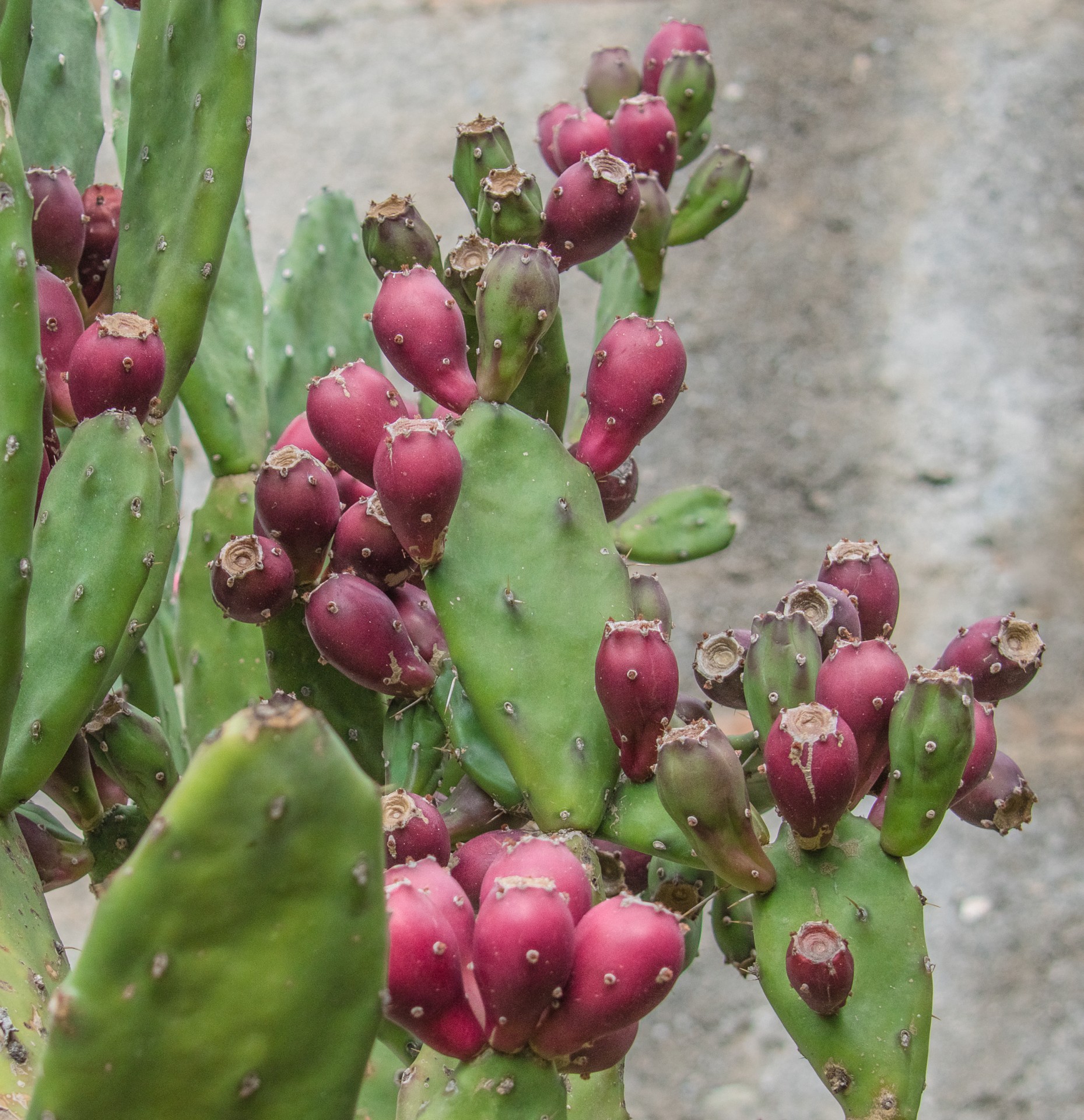 Fichi d’India sulle coste tirreniche. Calabria