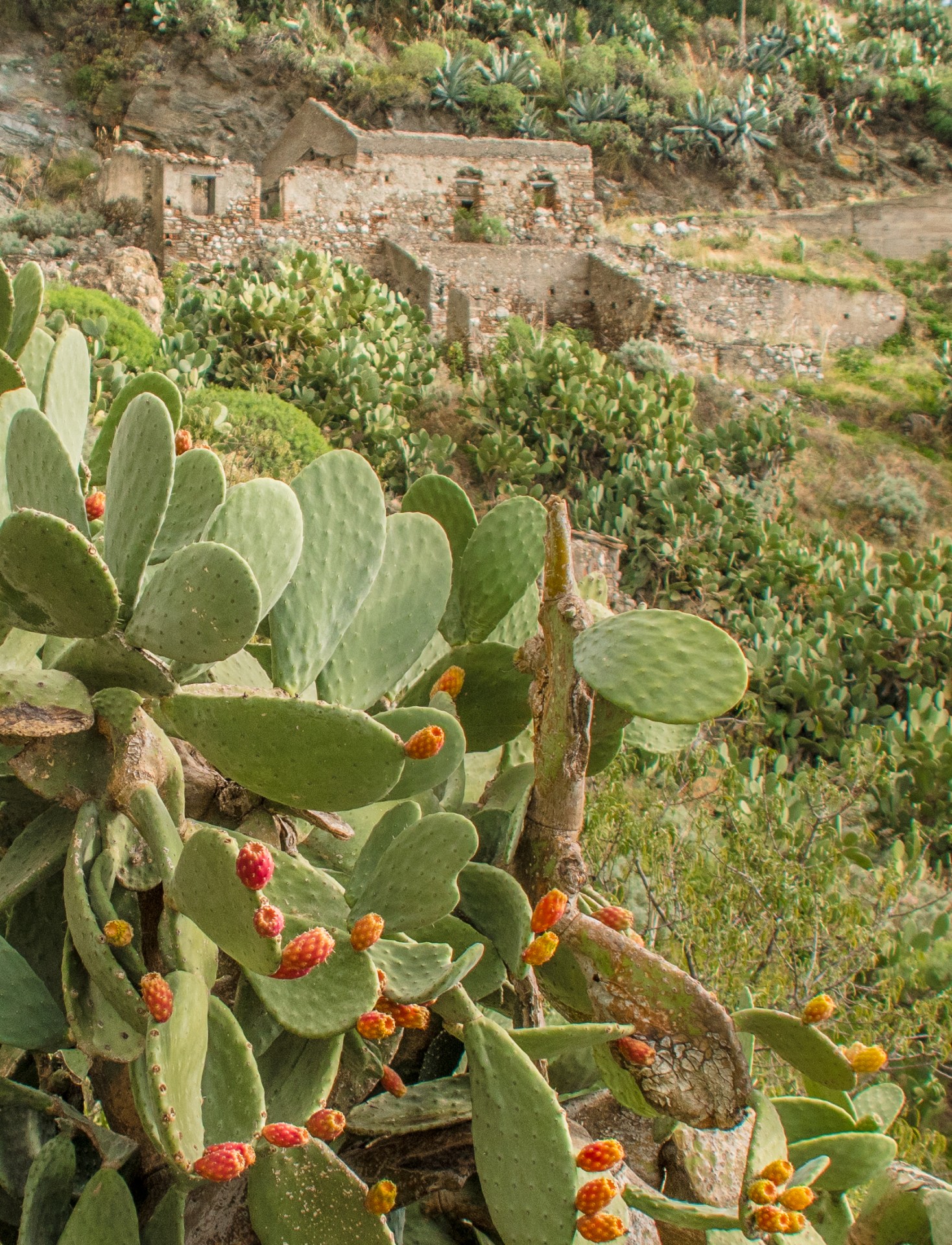 Fichi d’india nel borgo fantasma di Pentedattilo, Calabria