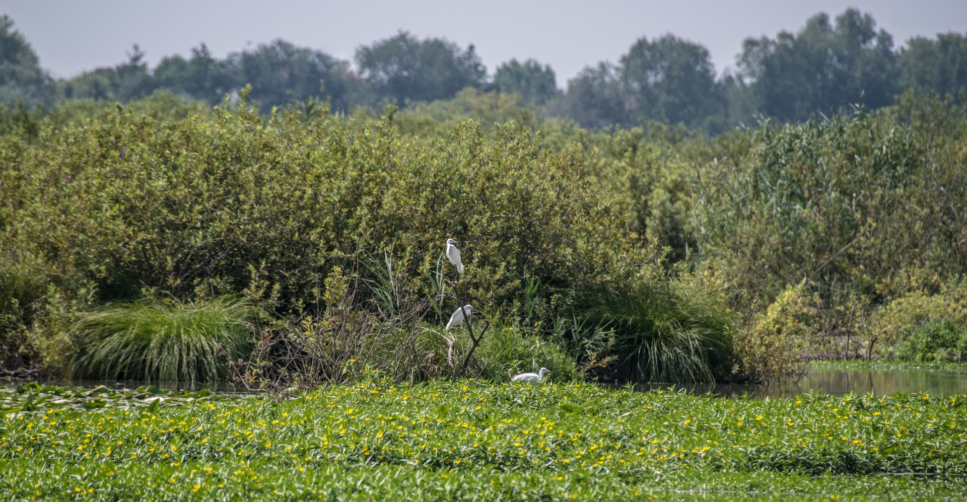 Uccelli nel Parco del Mincio