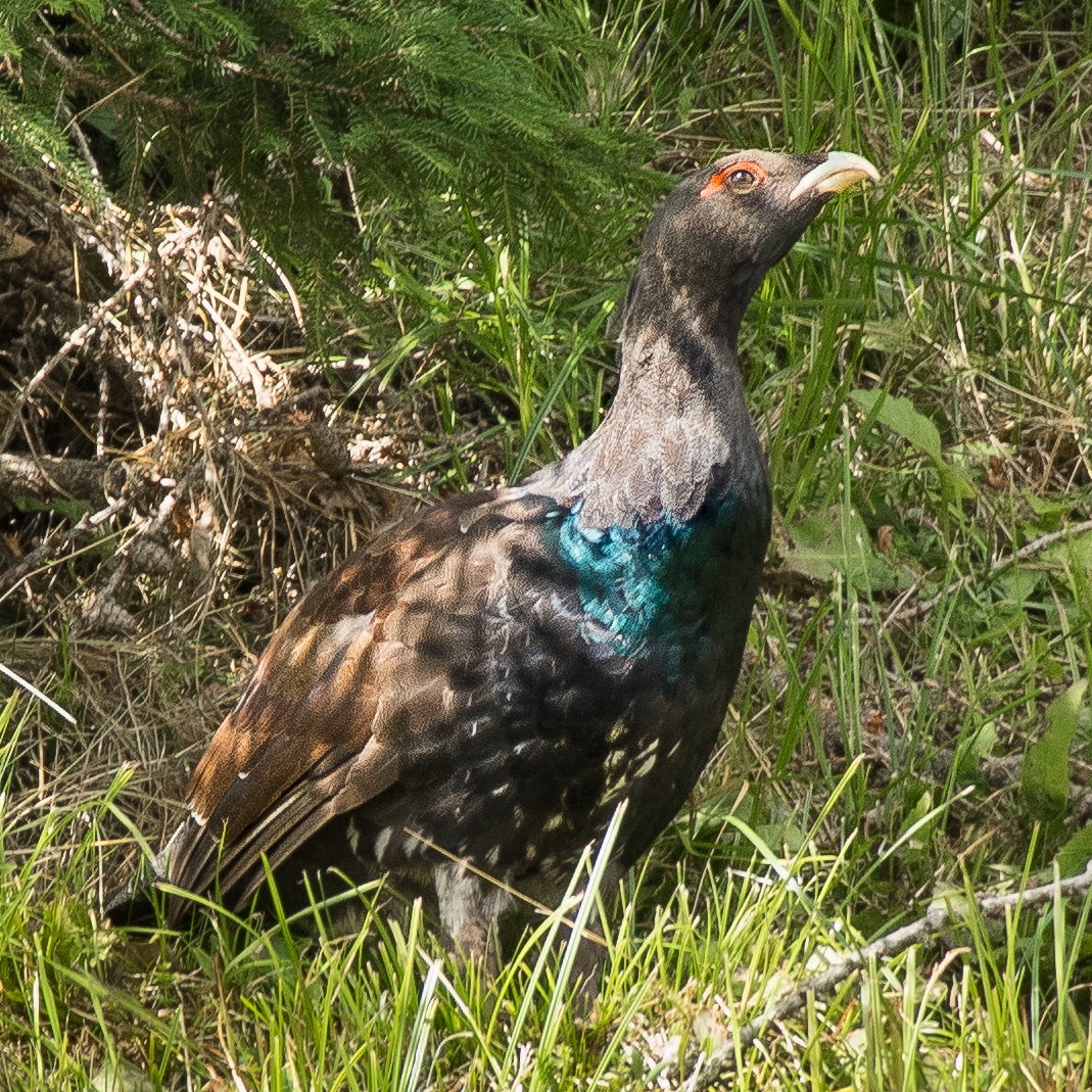 il gallo cedrone, Monte di Fuori. Sud Tirol