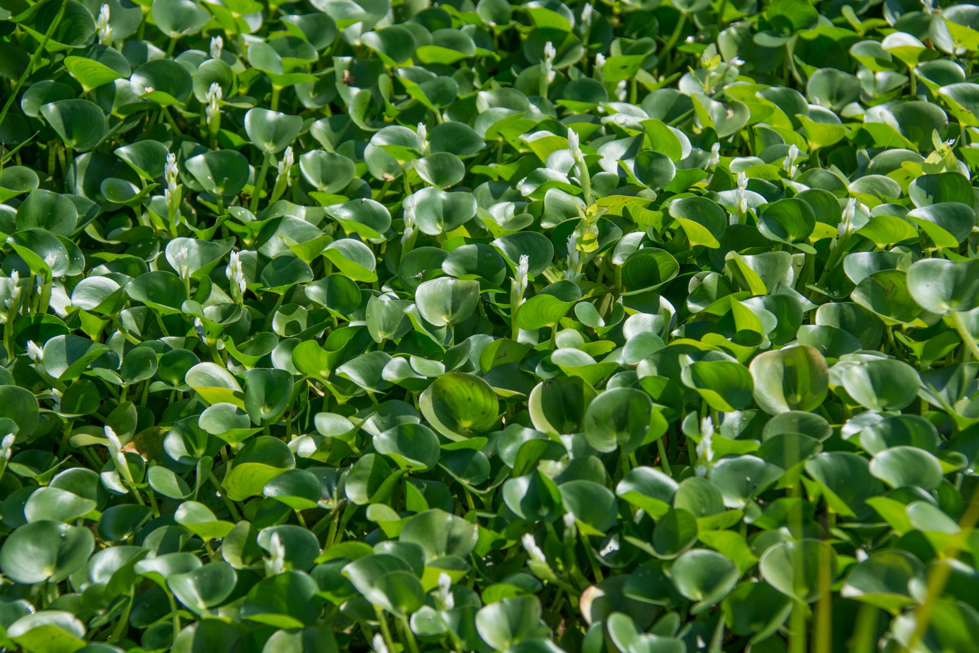 Vegetazione da risaia. Borgolavezzaro