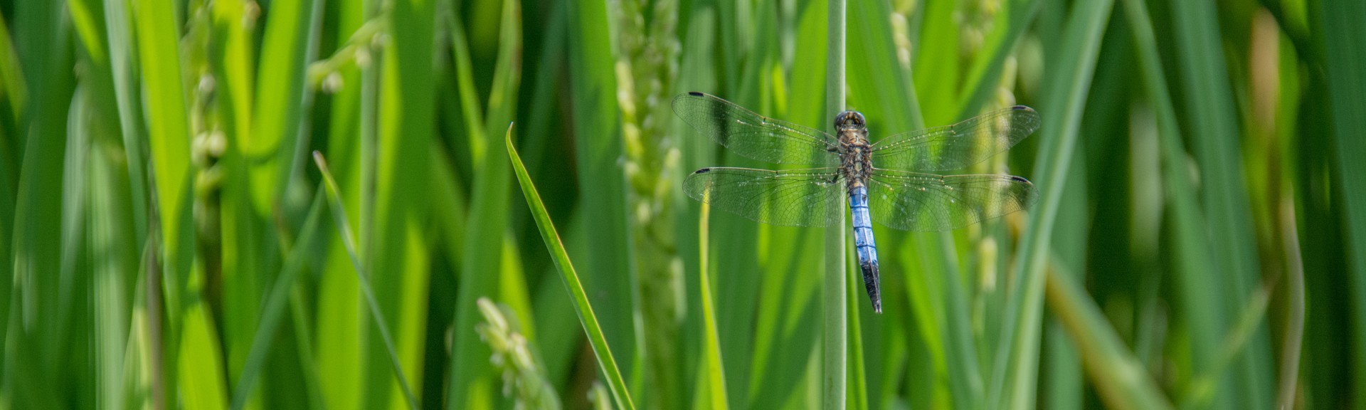 Libellula in una risaia. Borgolavezzaro
