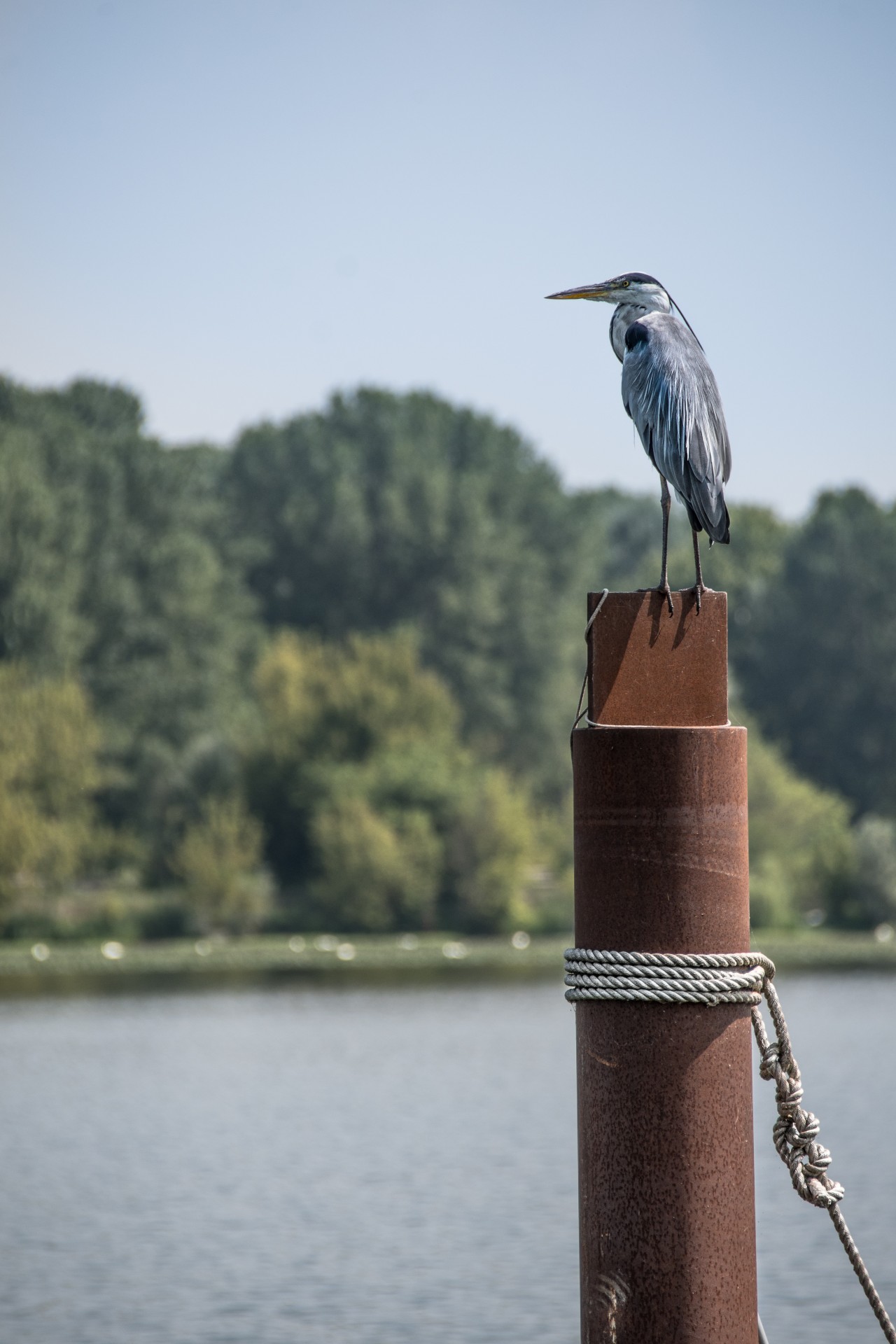 Airone cenerino. Lago di mezzo, Mantova