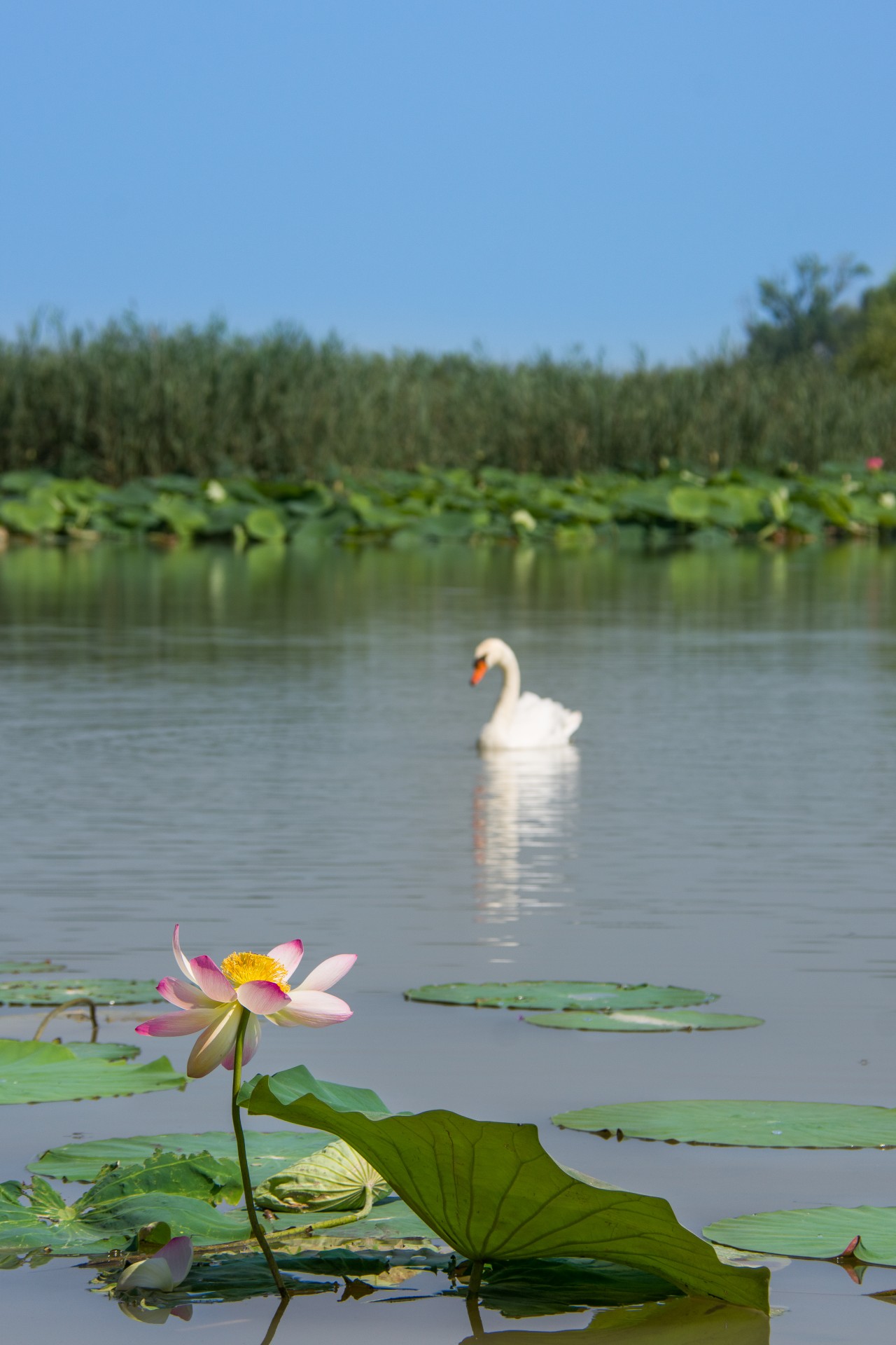 Cigno e fiori di loto, Lago di Mezzo, Mantova