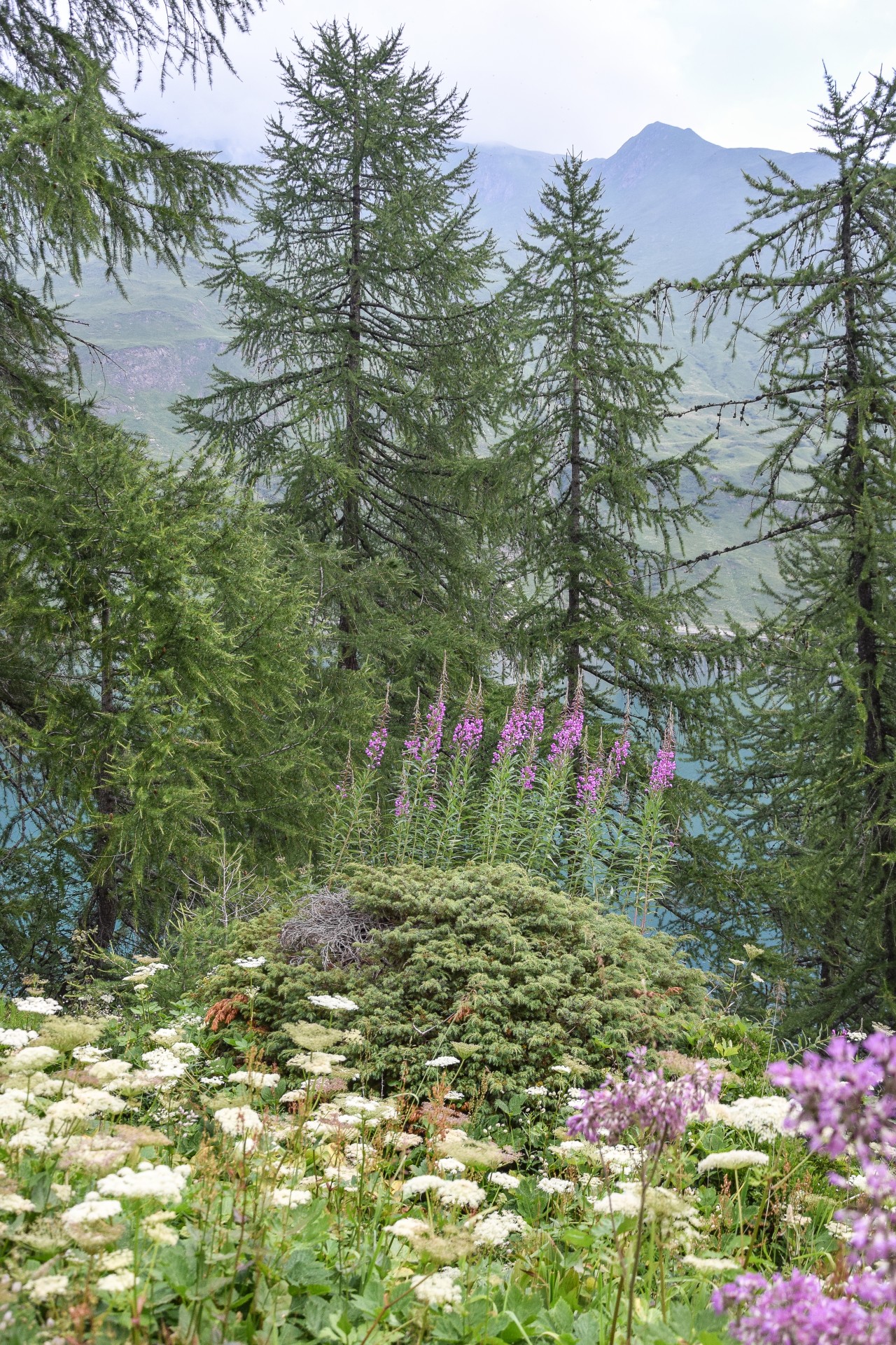 Lago di Morasco, Val Formazza.