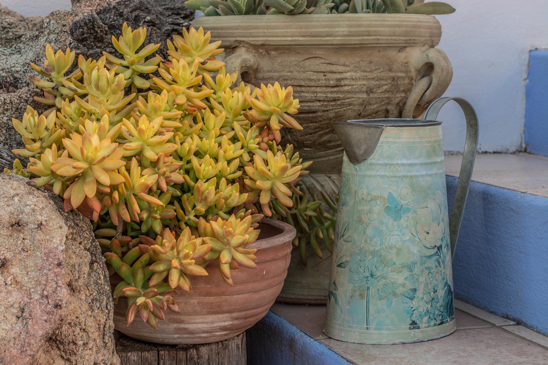 Sedum, Agriturismo Guthiddai,  Oliena. Sardegna