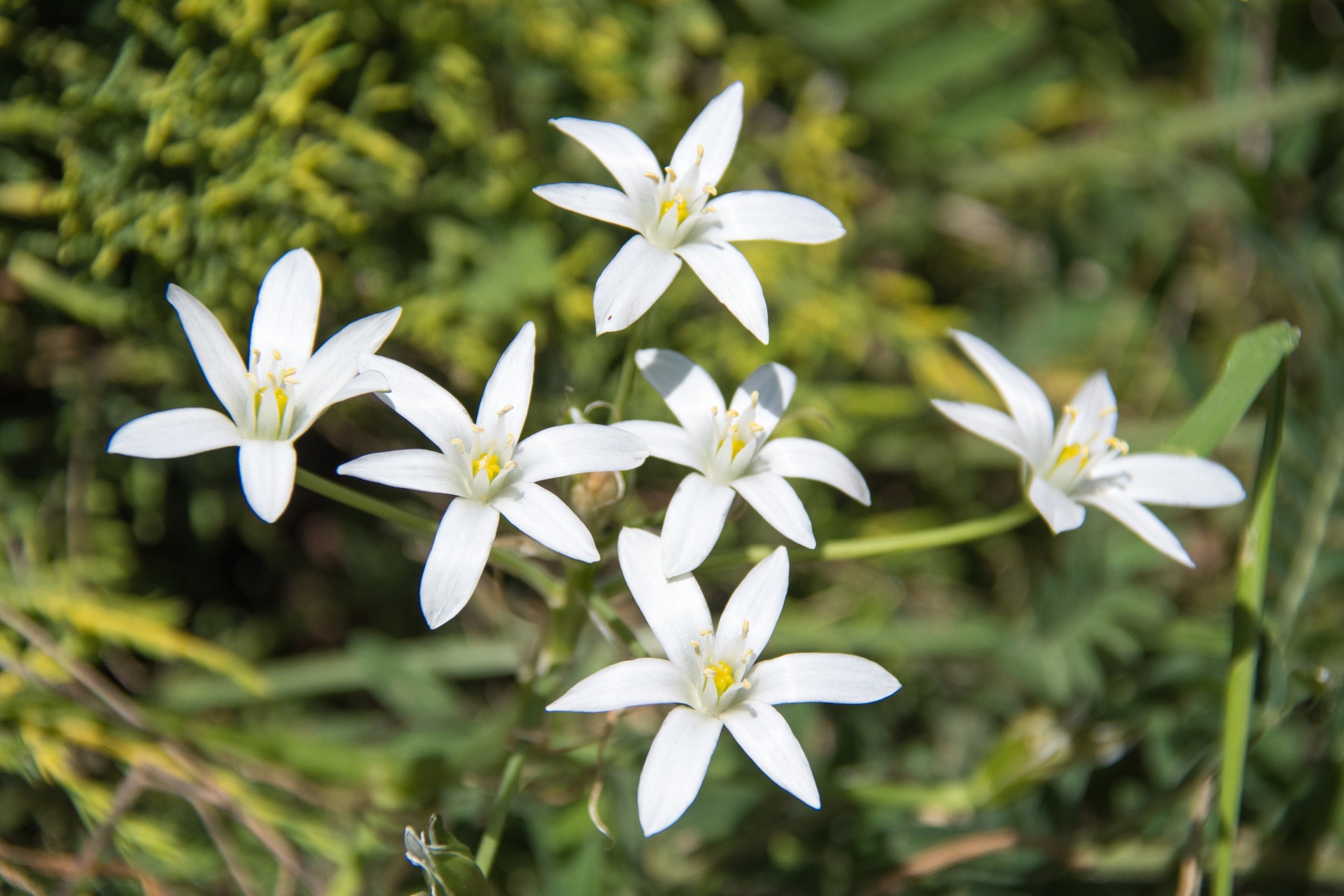 Fiori nel giardino del chiostrino. Eremo di Sant’Alberto di Butrio