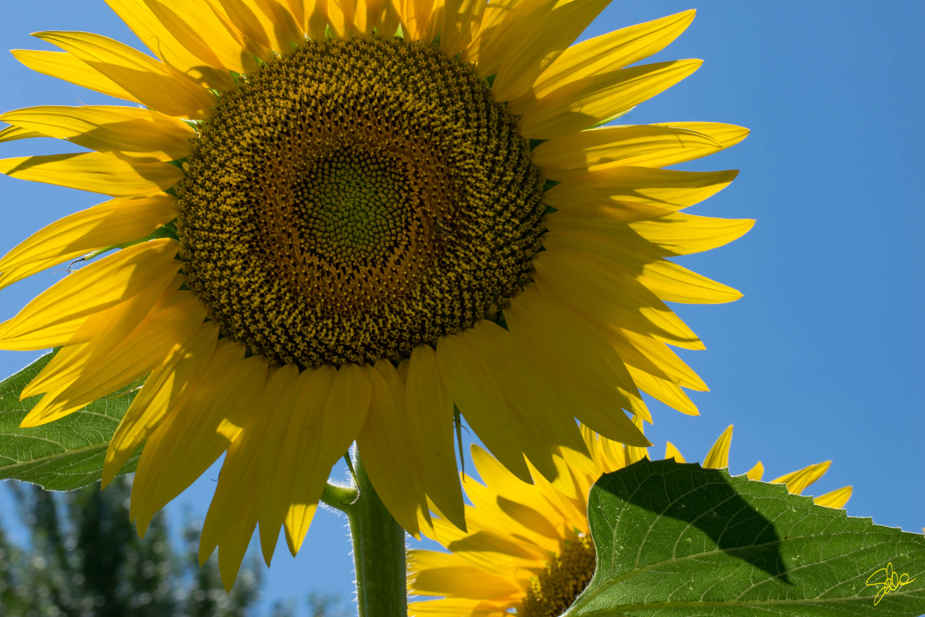 Girasole, Bressana Bottarone