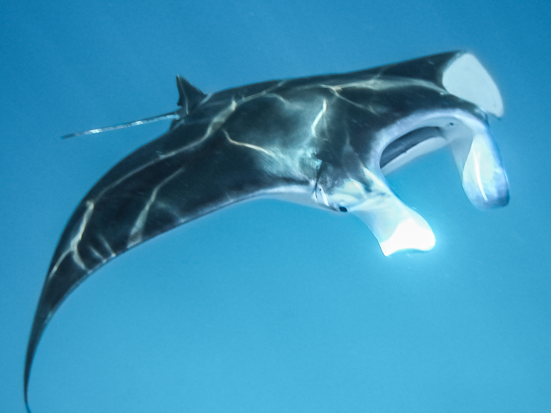 L’emozione di nuotare con una manta gigante, a largo di Nika Island, Maldive.