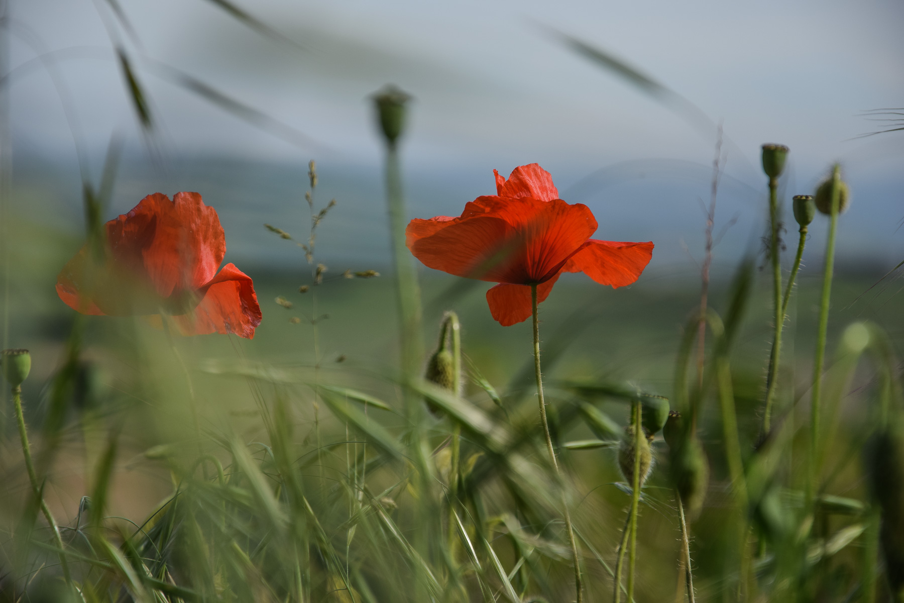Papaveri, Alba