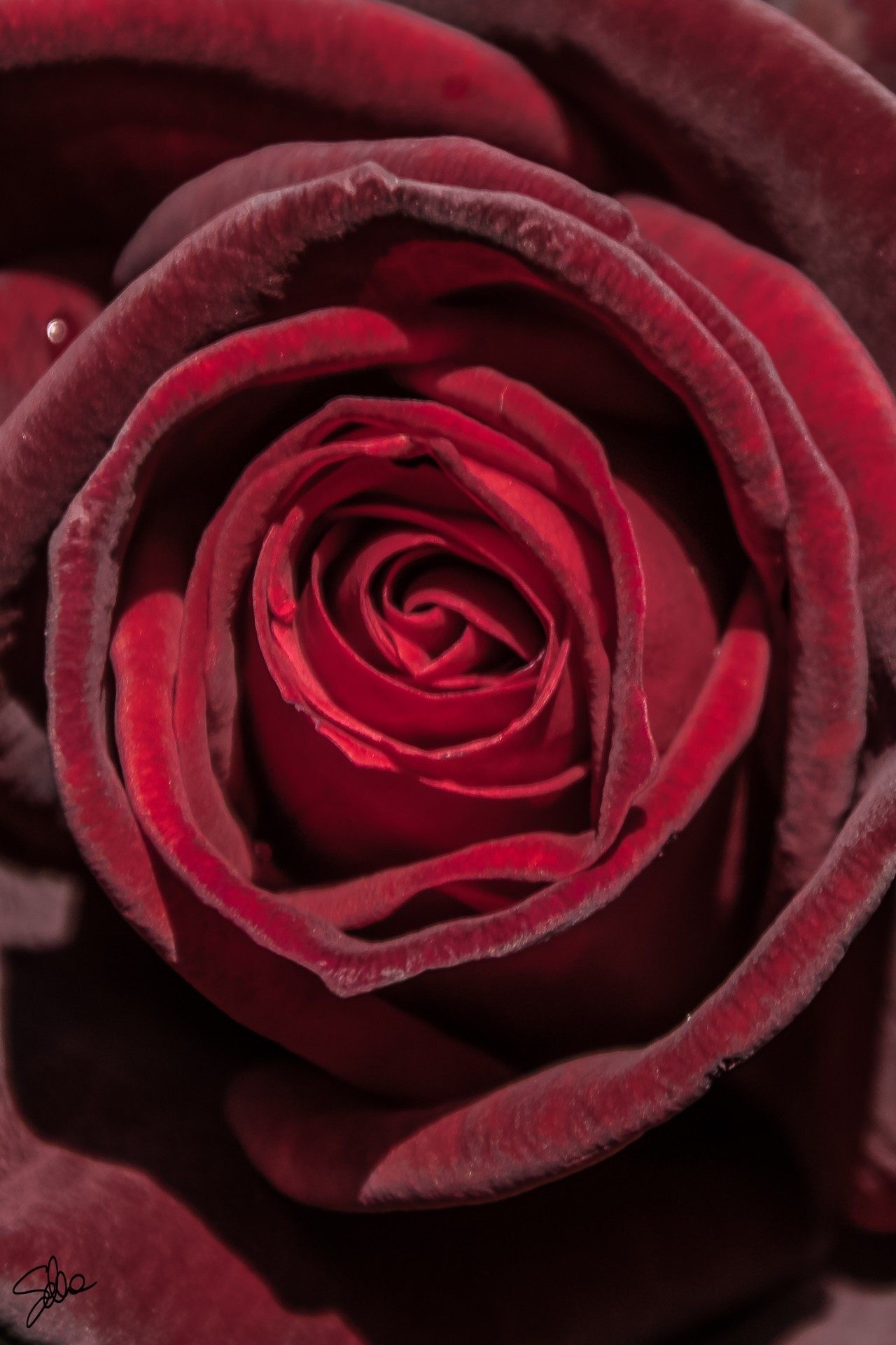 Rosa, Basovizza