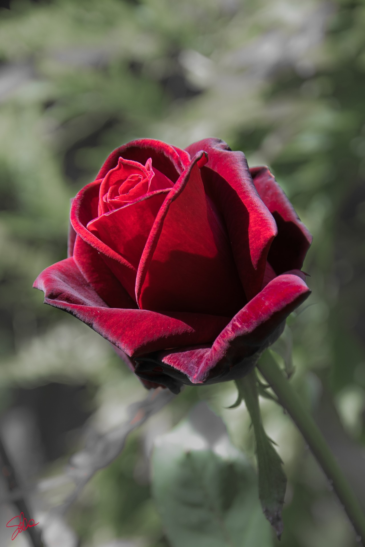 Rosa, Basovizza