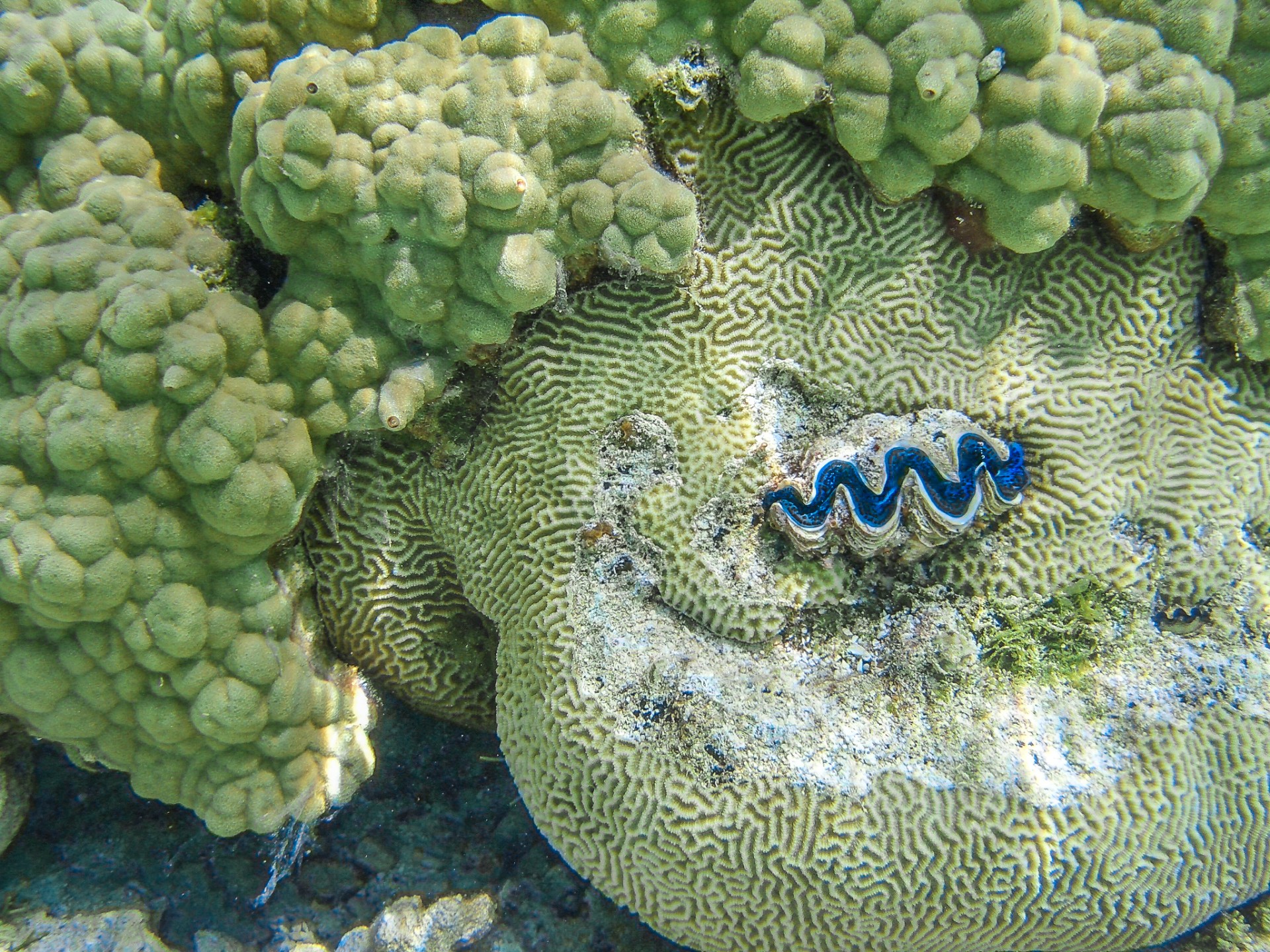 Barriera corallina. Bora Bora, Polinesia Francese