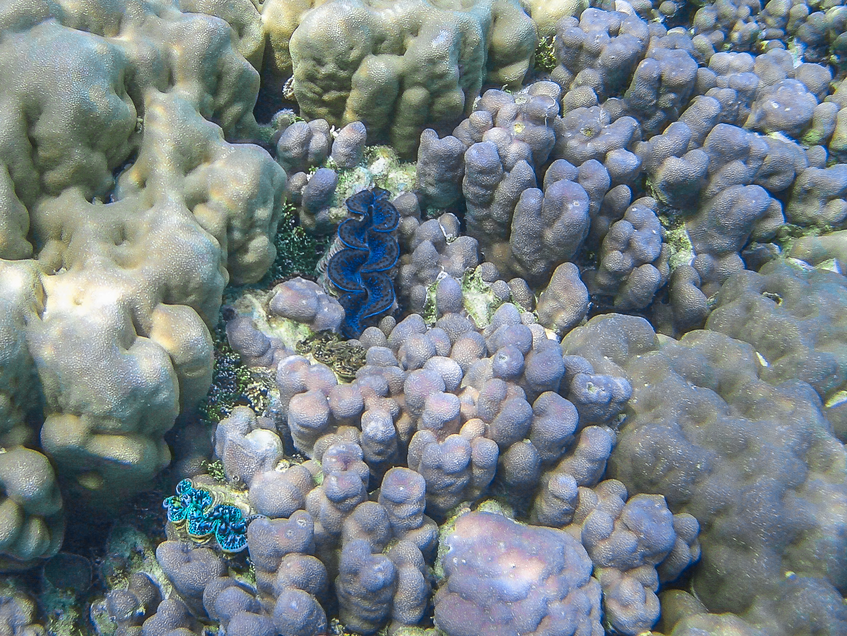 Barriera corallina. Bora Bora, Polinesia Francese