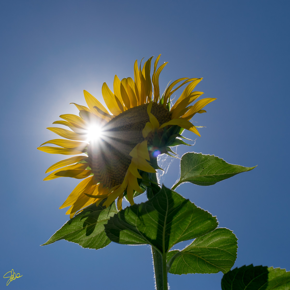 Girasole, Bressana Bottarone