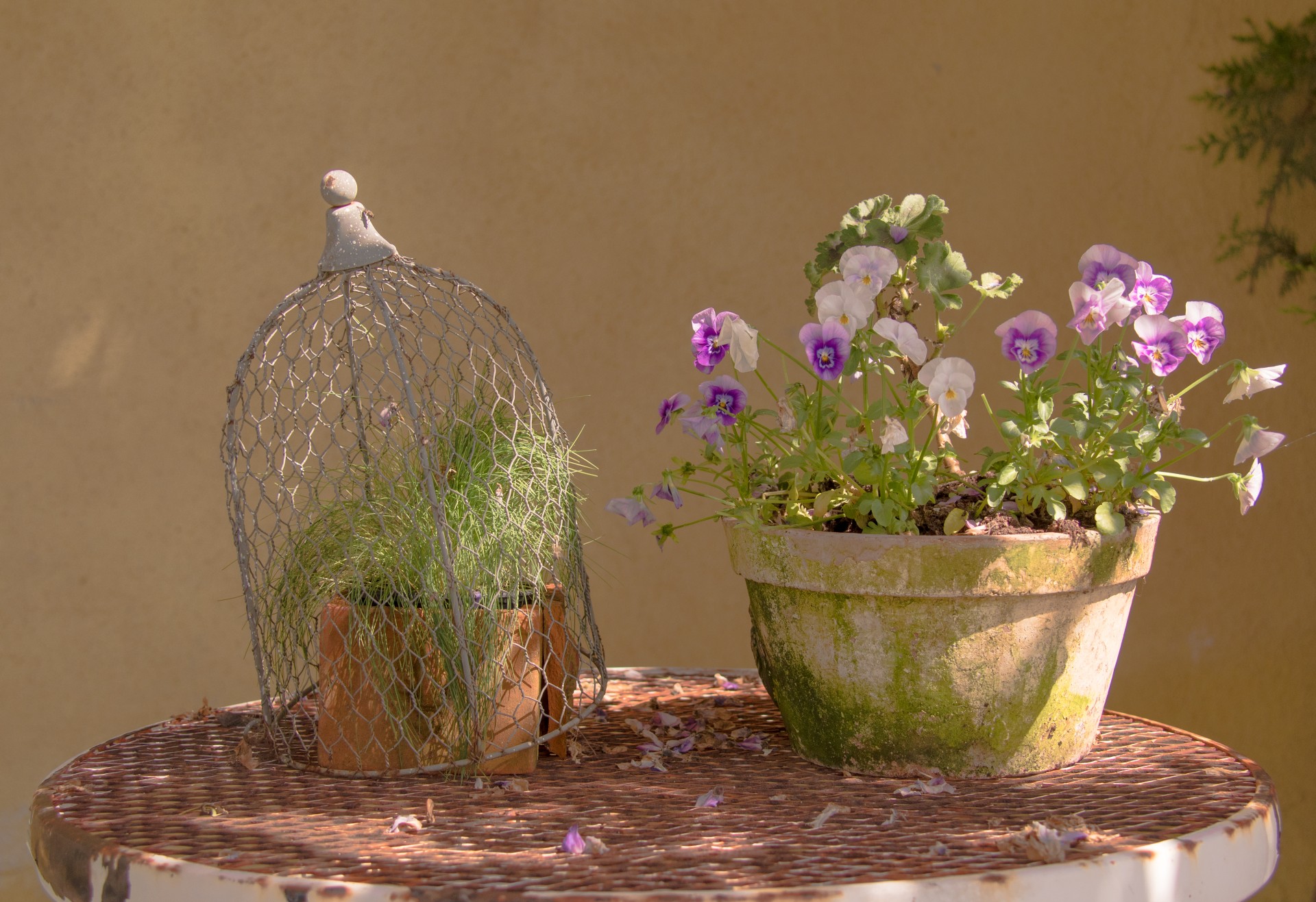 Violette, Brunnerhof, Carinzia