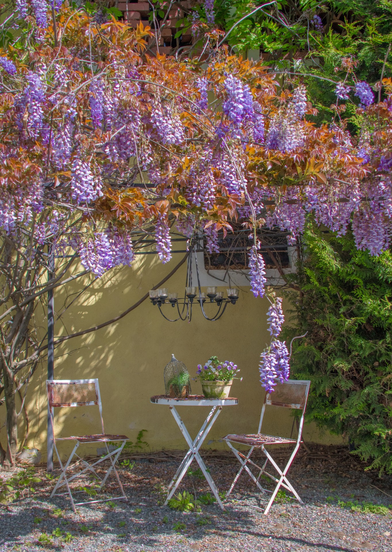 Glicine, Brunnerhof, Carinzia