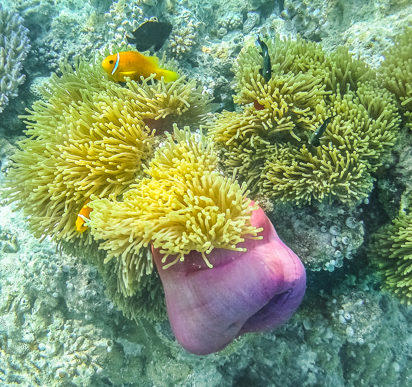Anemone e pesci pagliaccio. Nika Island, Maldive