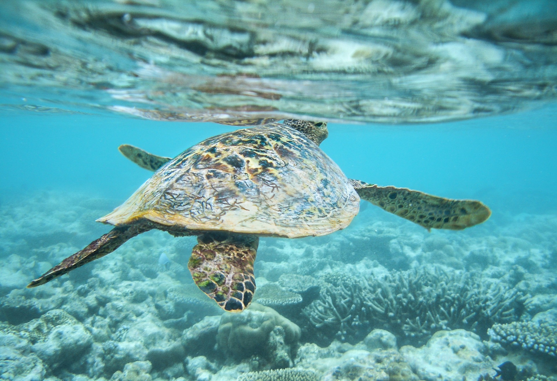 Una tartaruga marina che prende fiato sulla barriera corallina dell’isola di Félicité, Seychelles