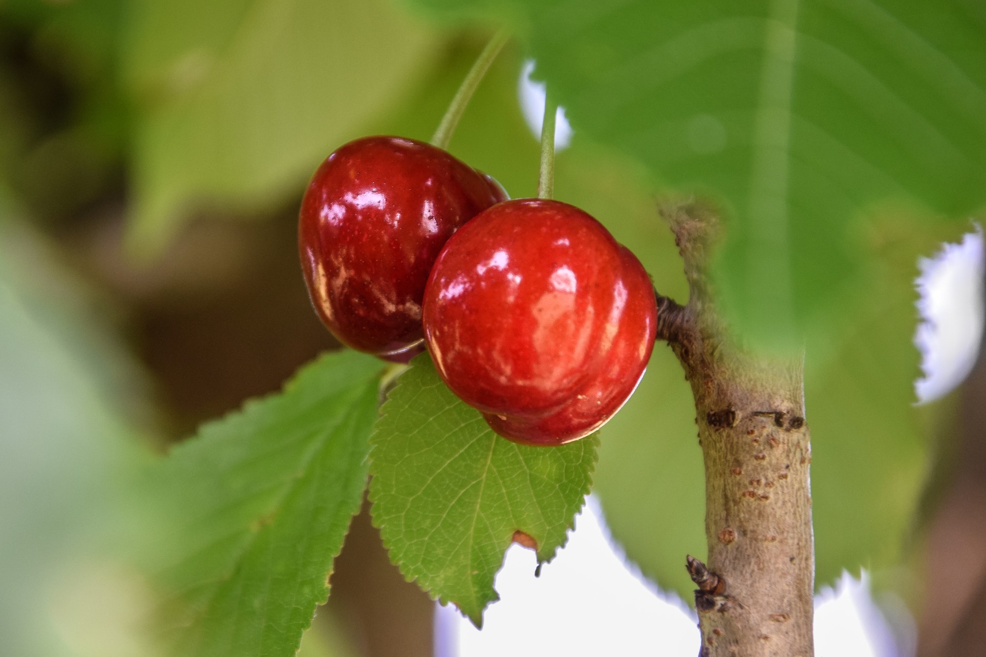 Ciliegie, Cornate d’Adda