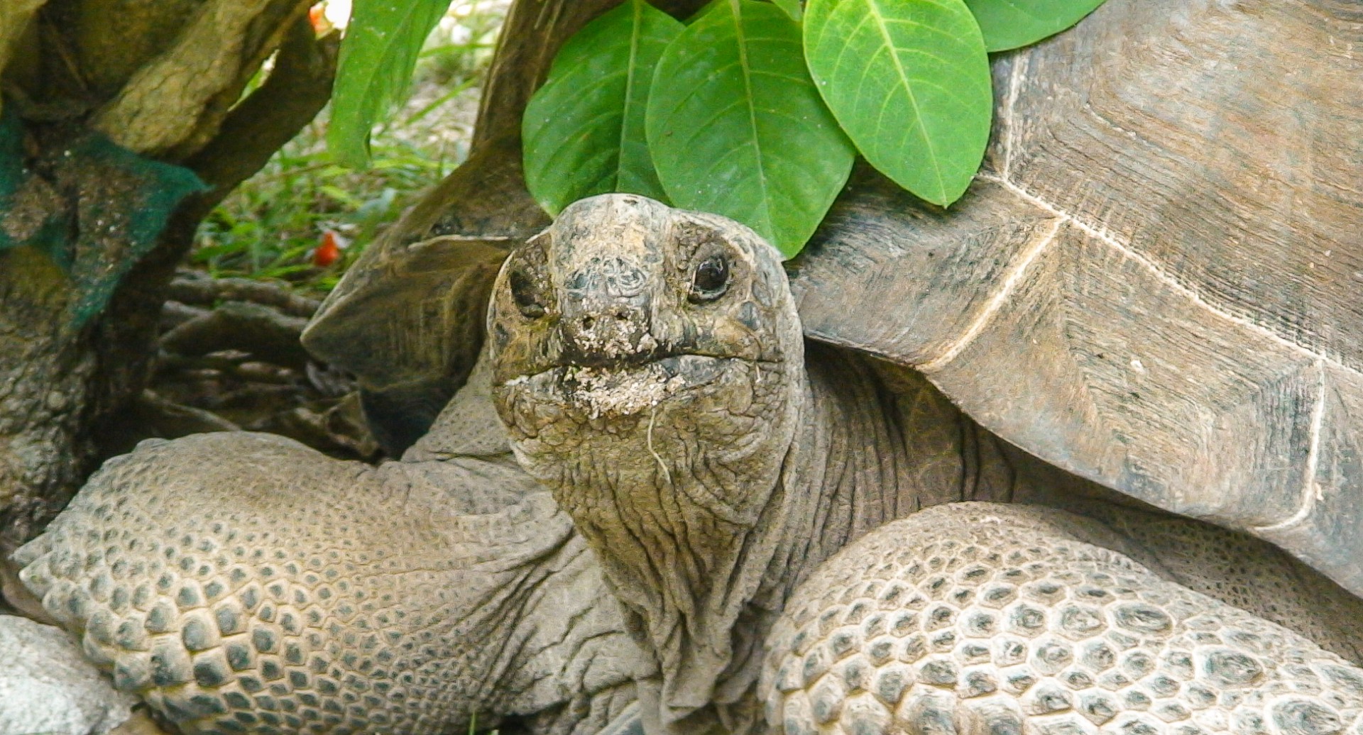 Una tartaruga gigante di Aldabra. Bird Island, Seychelles