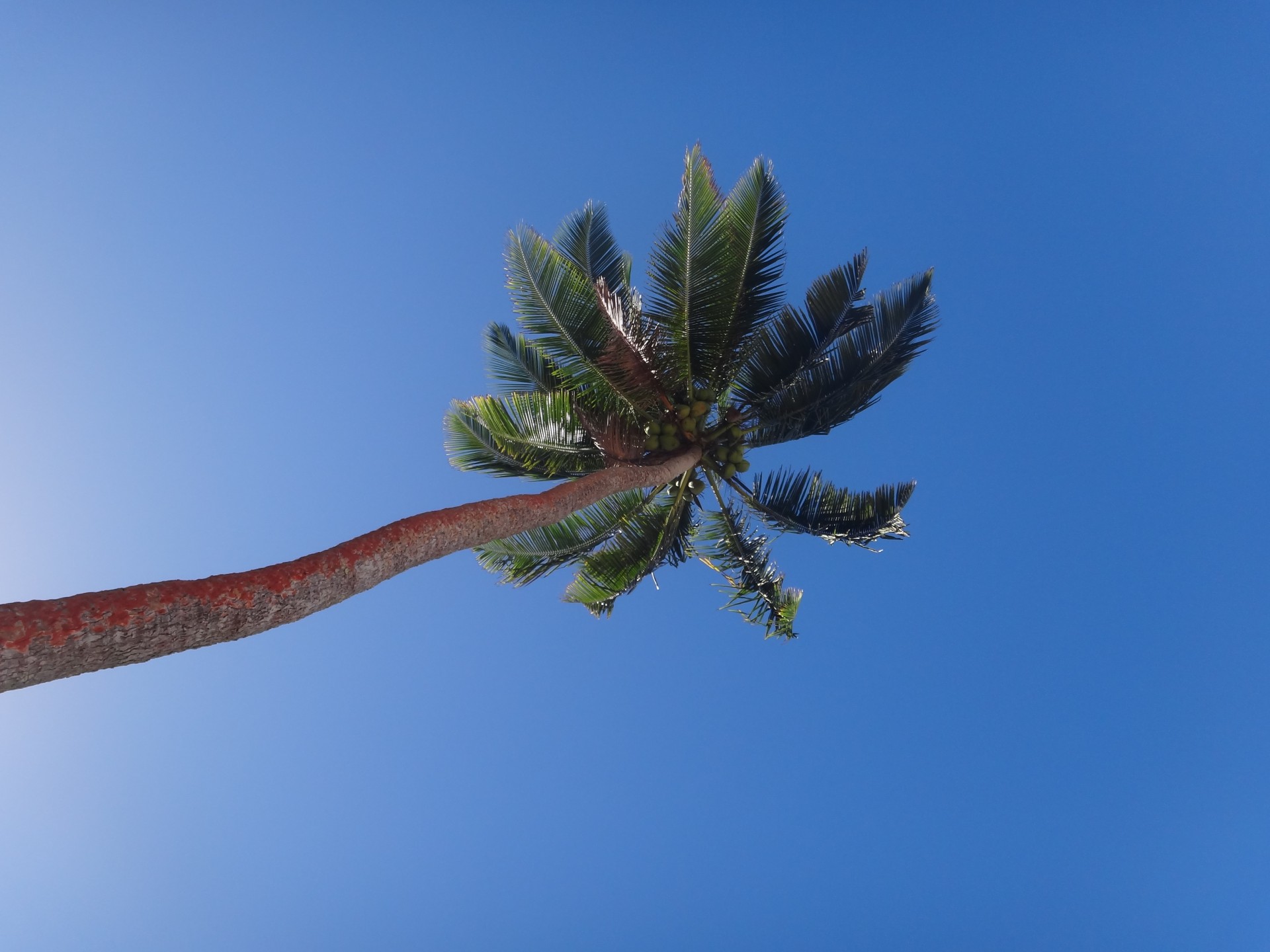 Palma nel blu. Royal Davui, Fiji Island