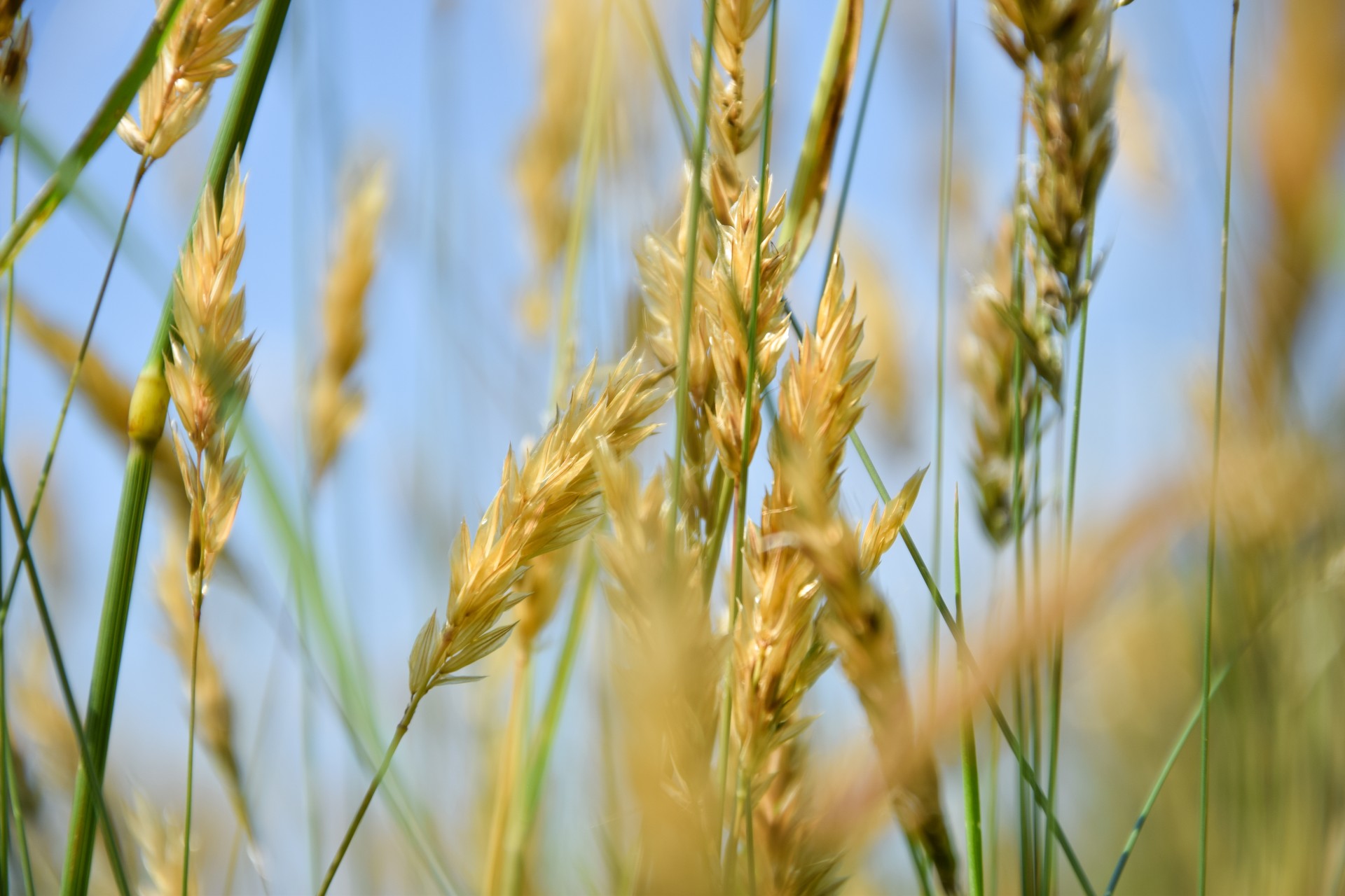 Spighe di grano, Proh
