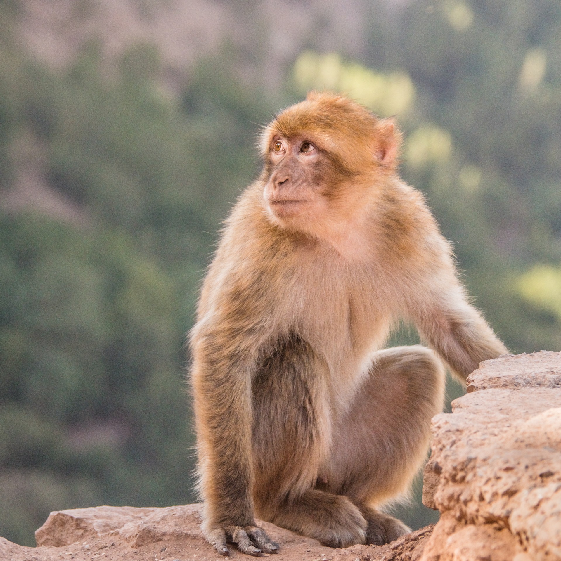 Una scimmia macaco nel Parco di Ouzoud, Marocco
