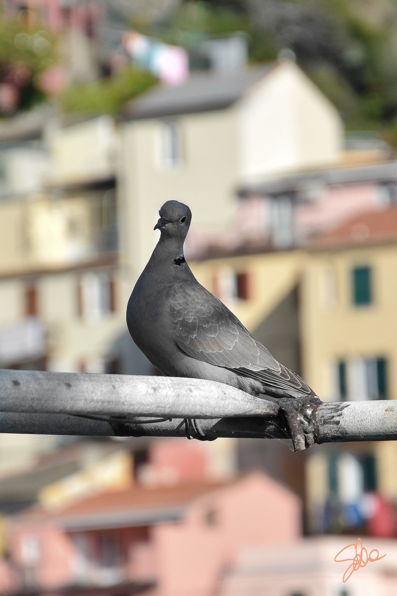 Tortorella, Manarola, Cinque Terre, Liguria