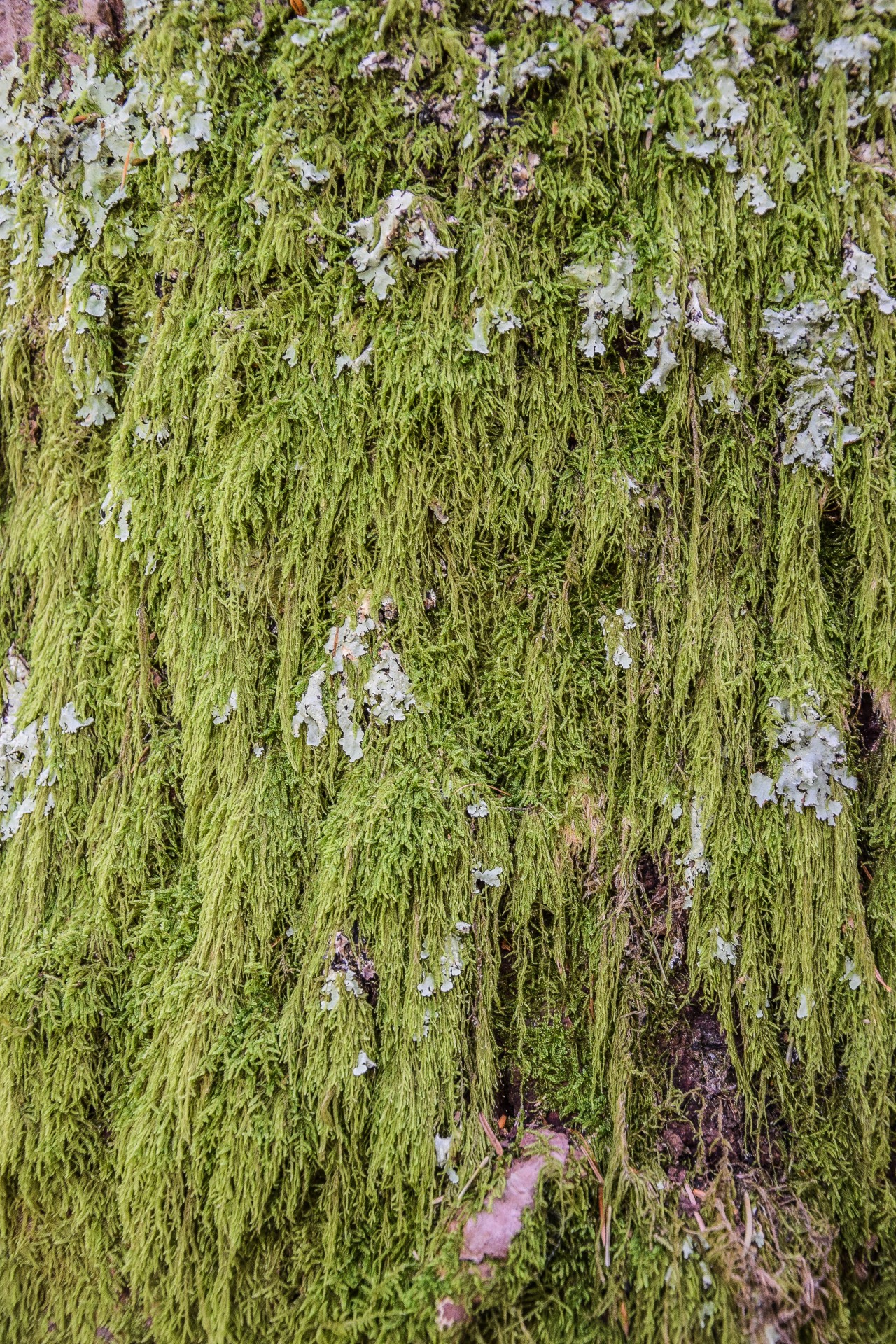 Un verde manto di muschio, Bosco Incantato, Val Masino