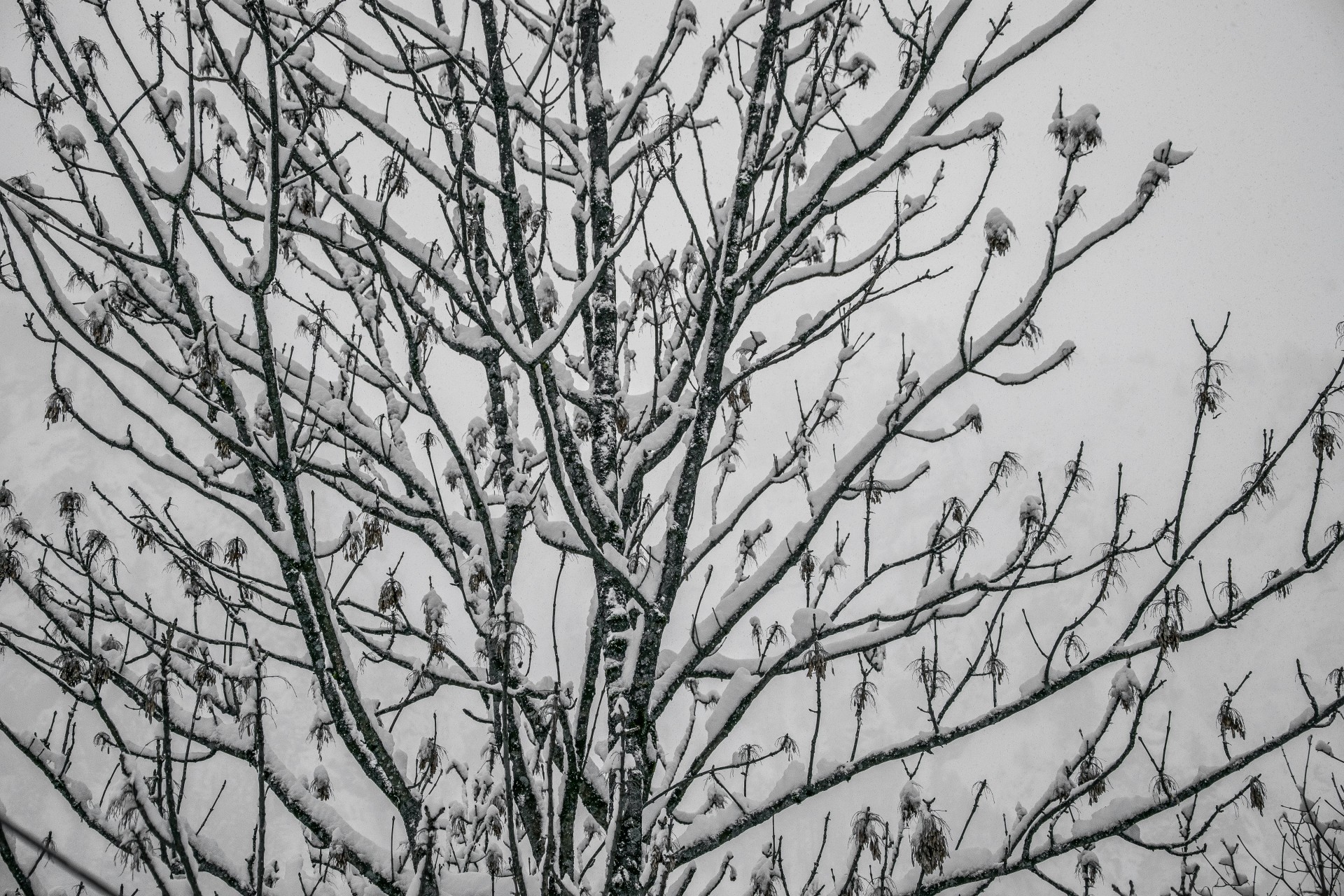 Ricami di neve, Val Formazza