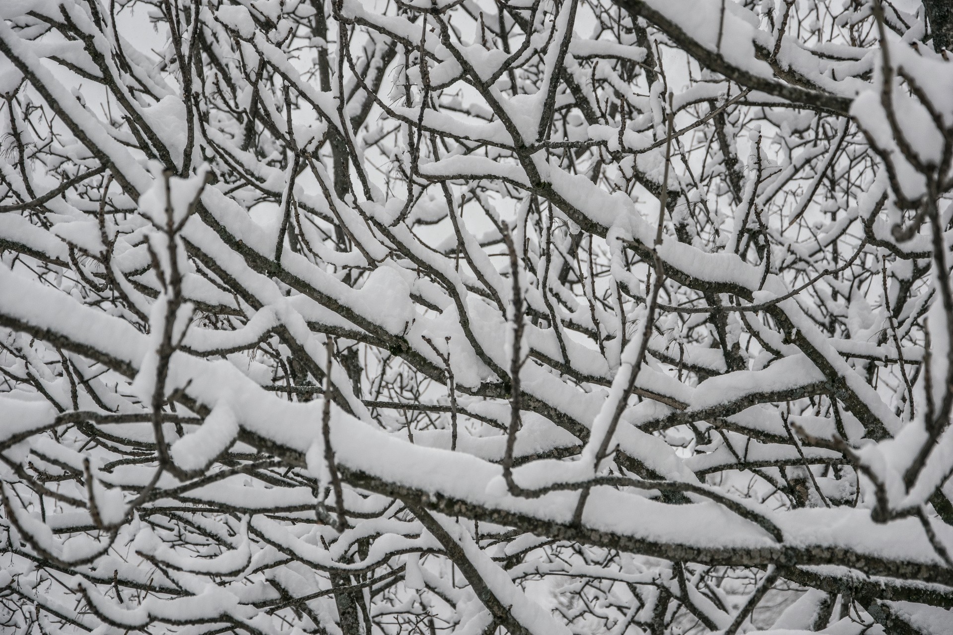 Ricami di neve. Val Formazza