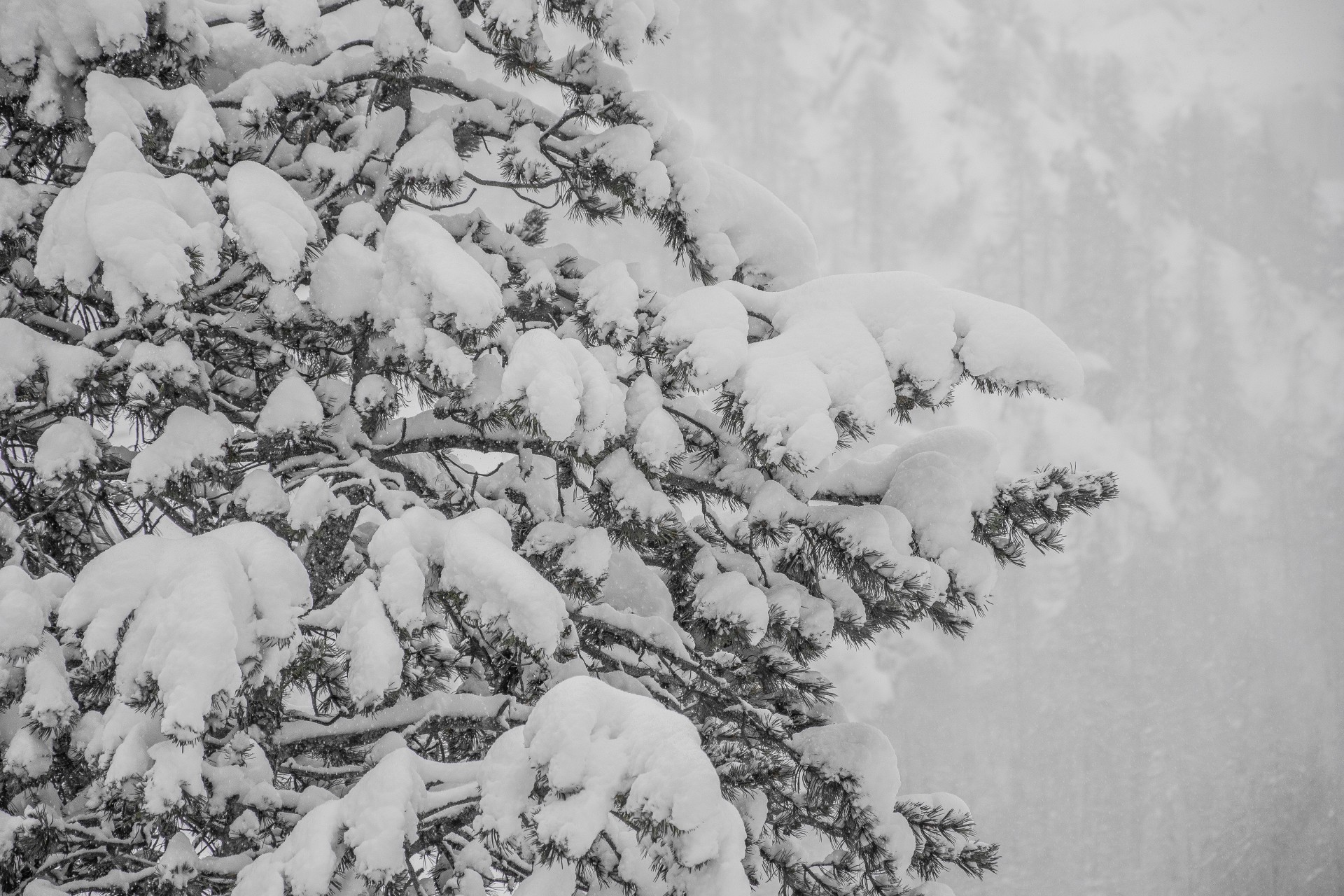 Pino innevato, Val Formazza