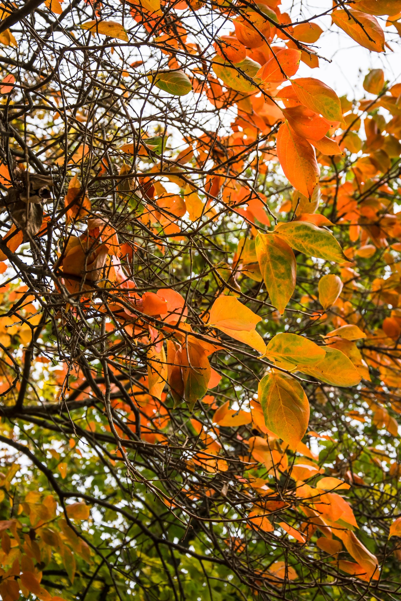Colori d’autunno, Parco della Villa Reale di Monza
