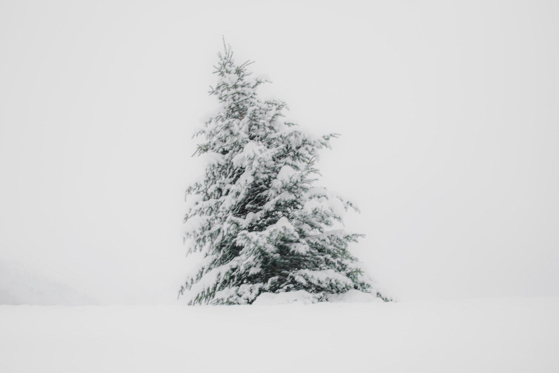 Pino innevato, Val Formazza