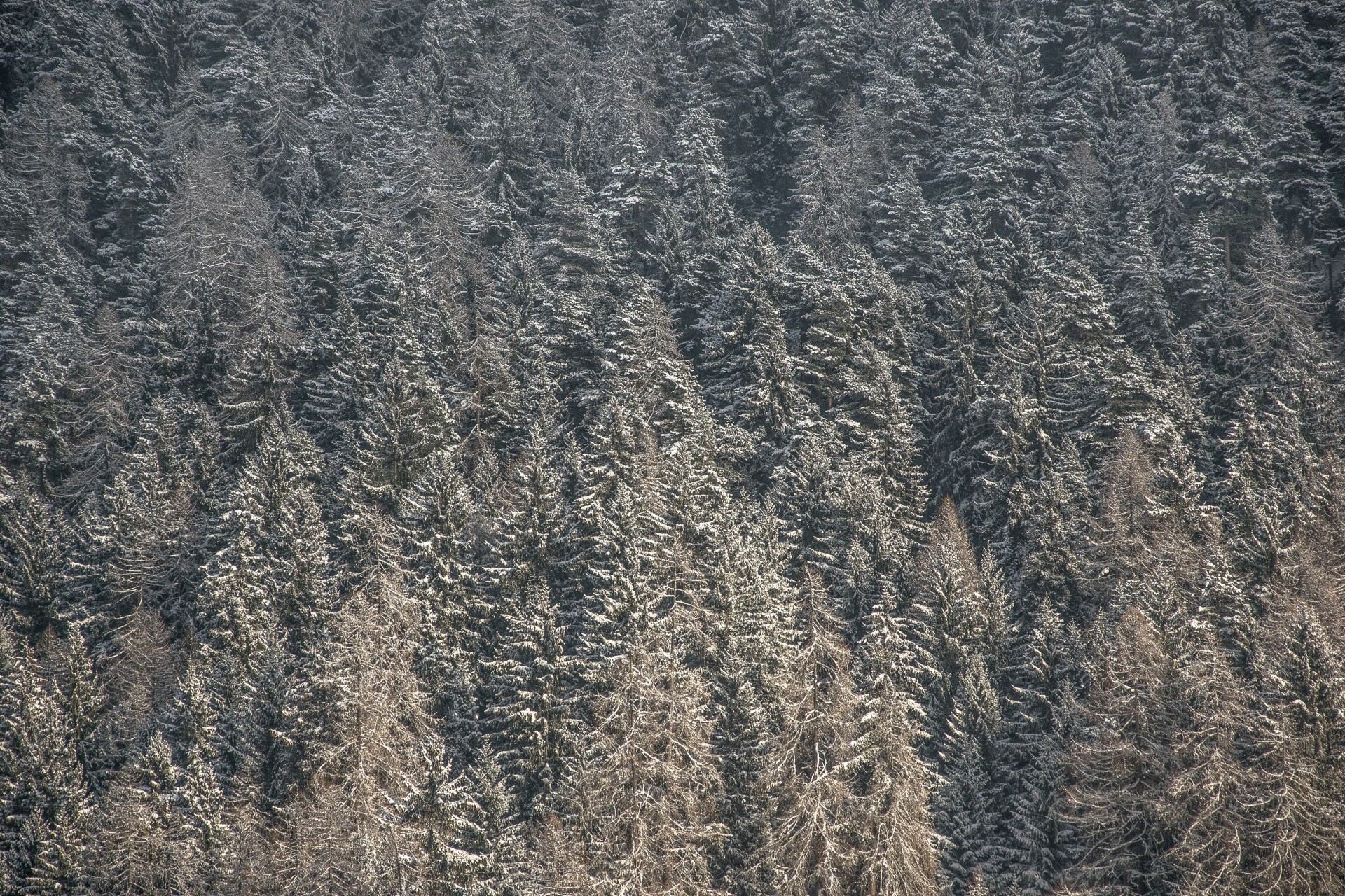 Sipario di pini, Brusson. Val d’Aosta