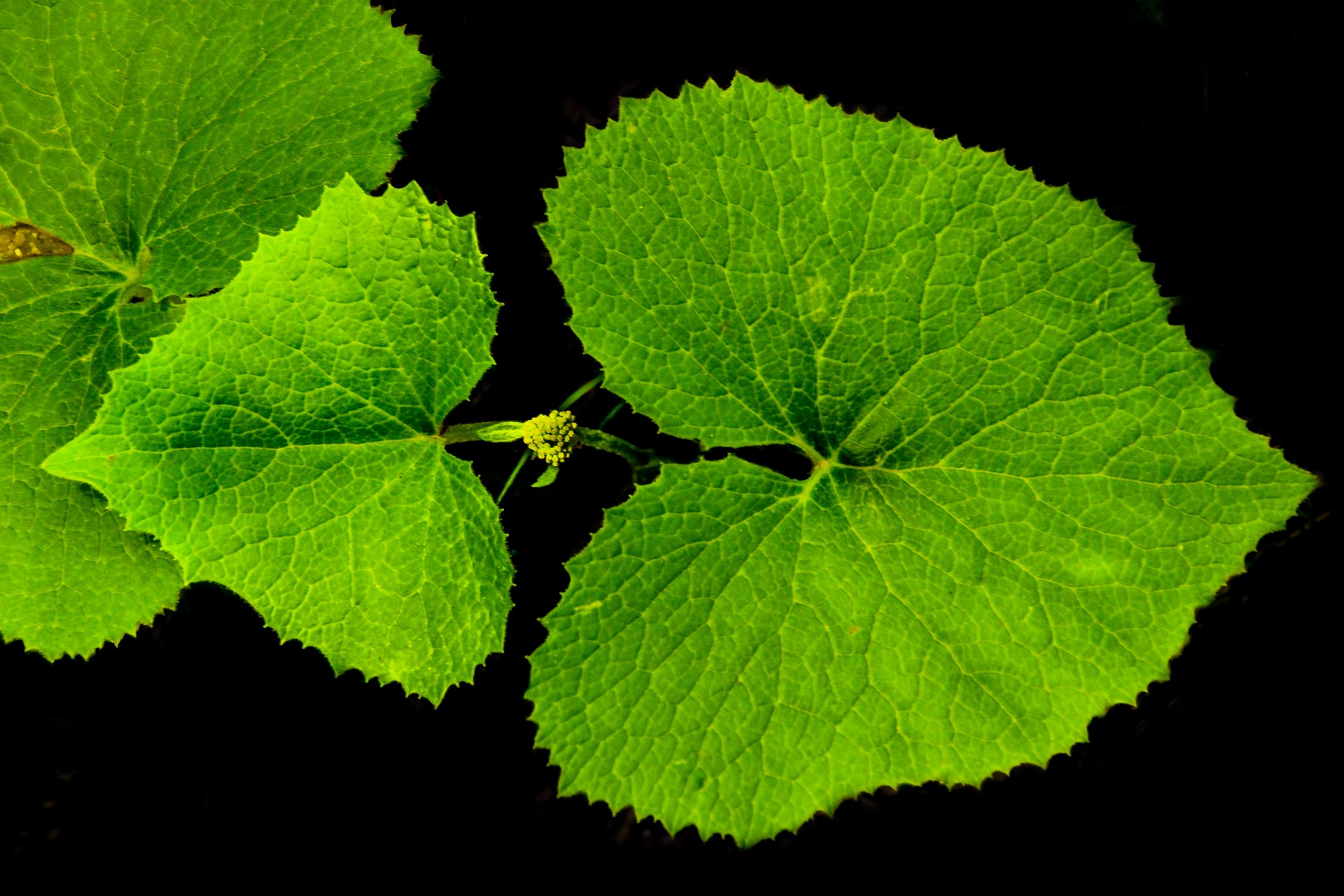 Disegni in verde, Grigna meridionale